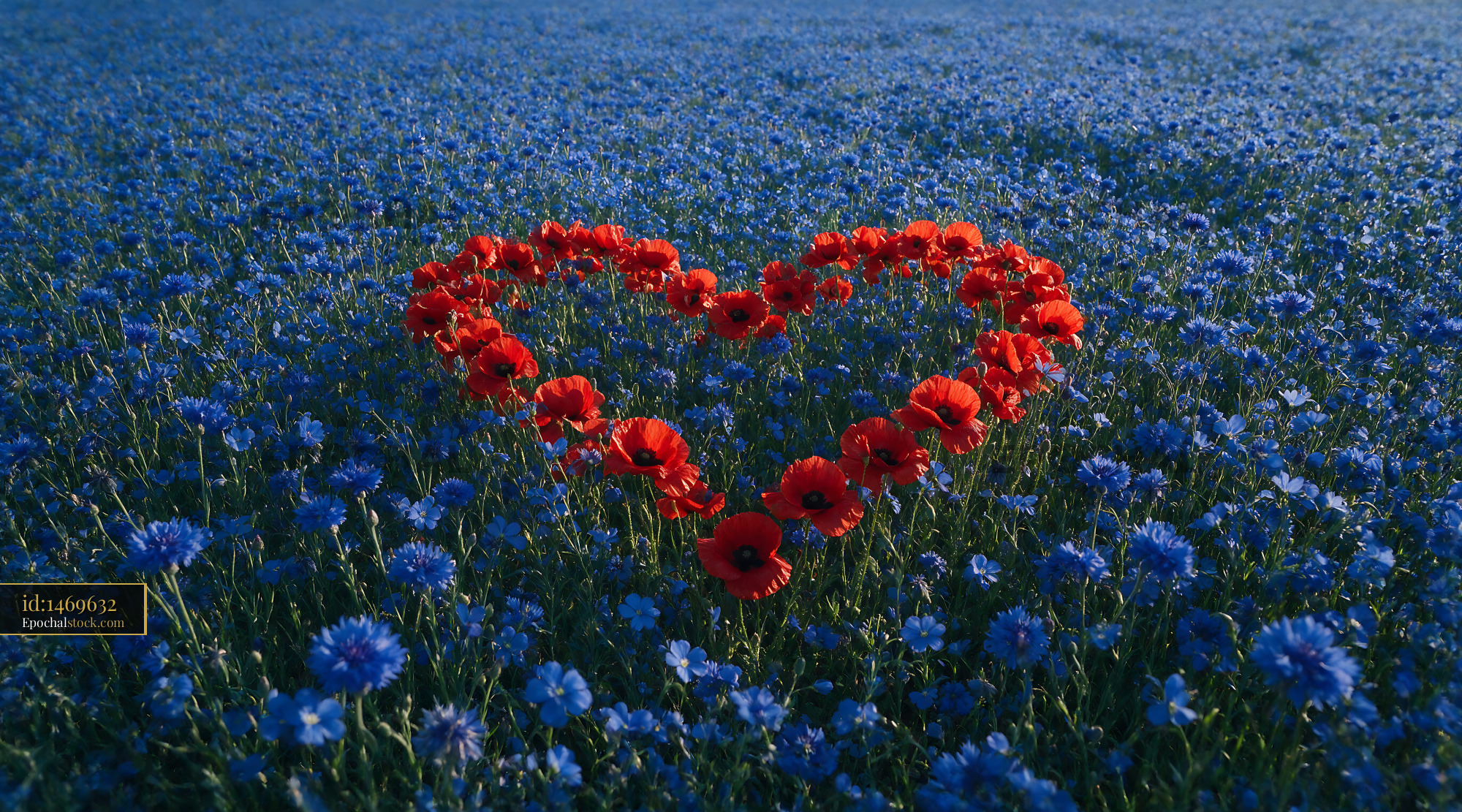 Watermarked full-resolution preview of Heart shape made of red flowers in a blue flower field