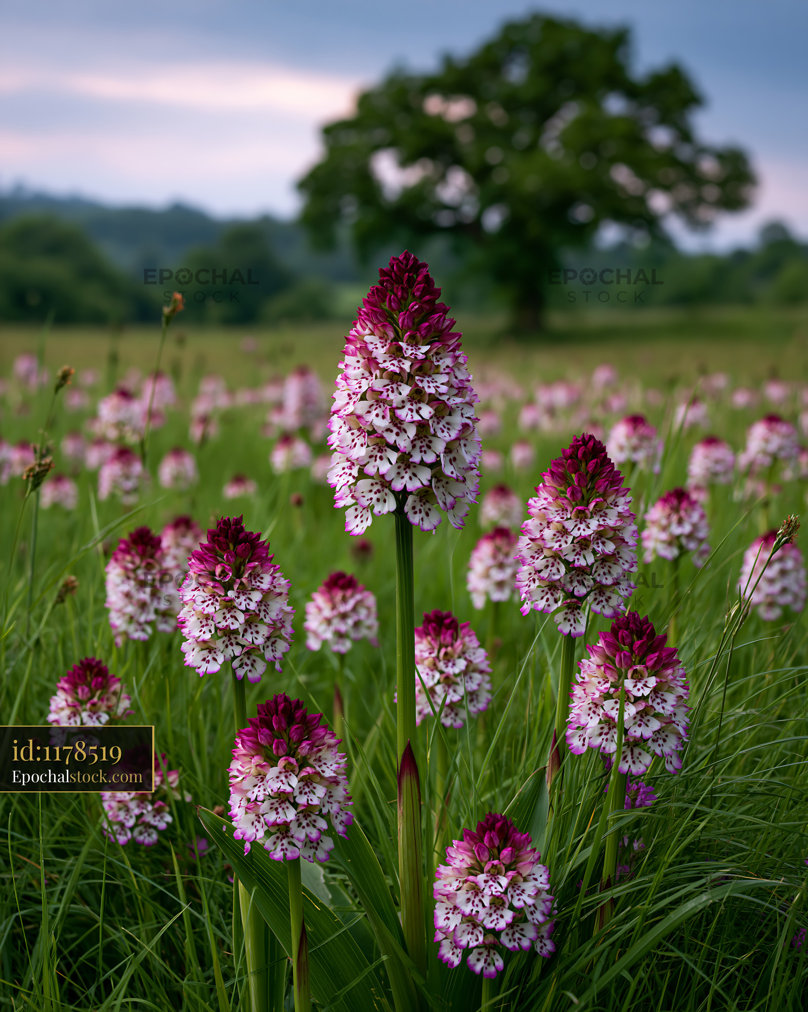 Watermarked full-resolution preview of Pink and white spotted orchids in a grassy meadow