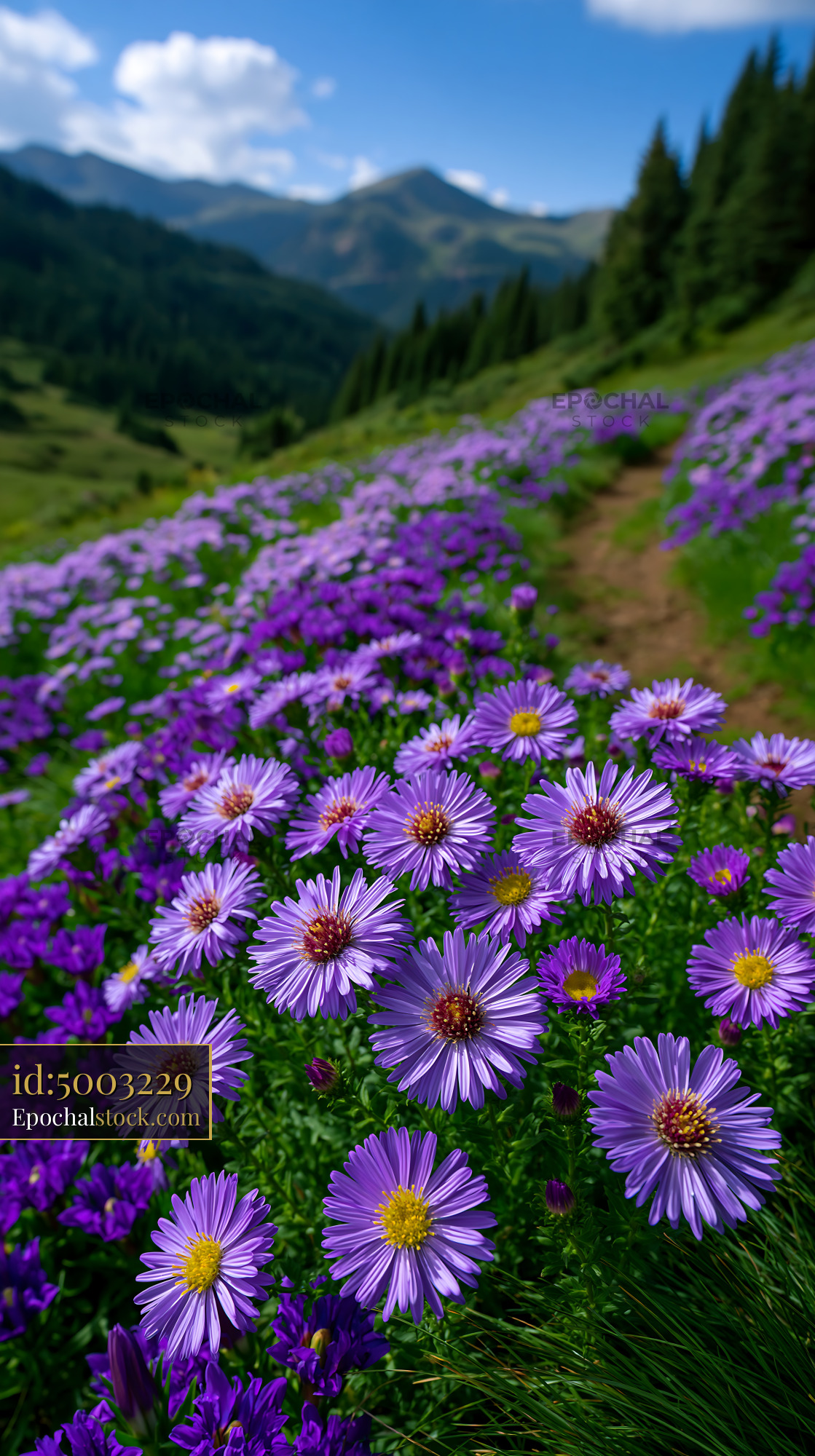 Watermarked full-resolution preview of Purple wildflowers on a scenic mountain hillside