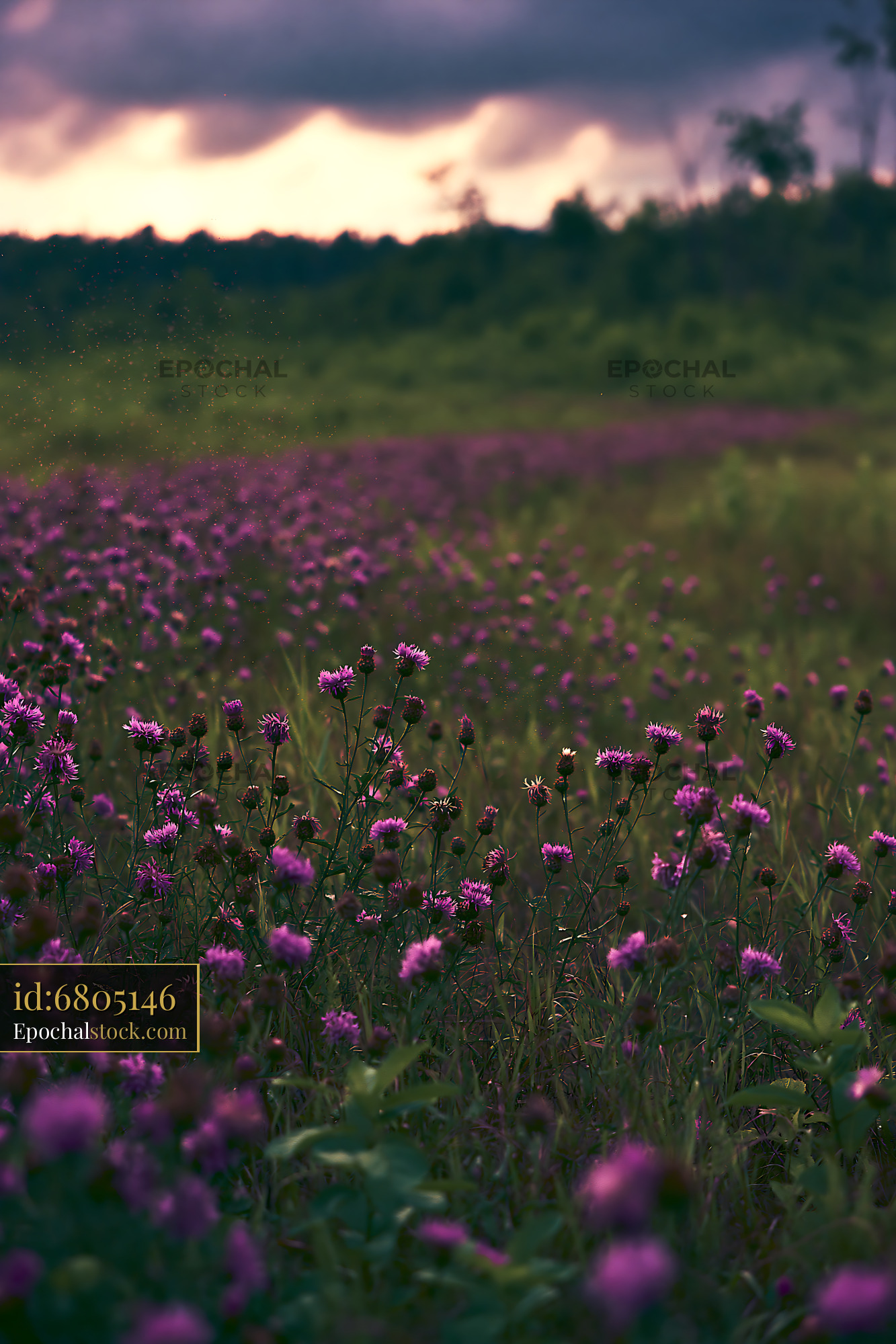 Watermarked full-resolution preview of Field of wildflowers in a rural area at sunset