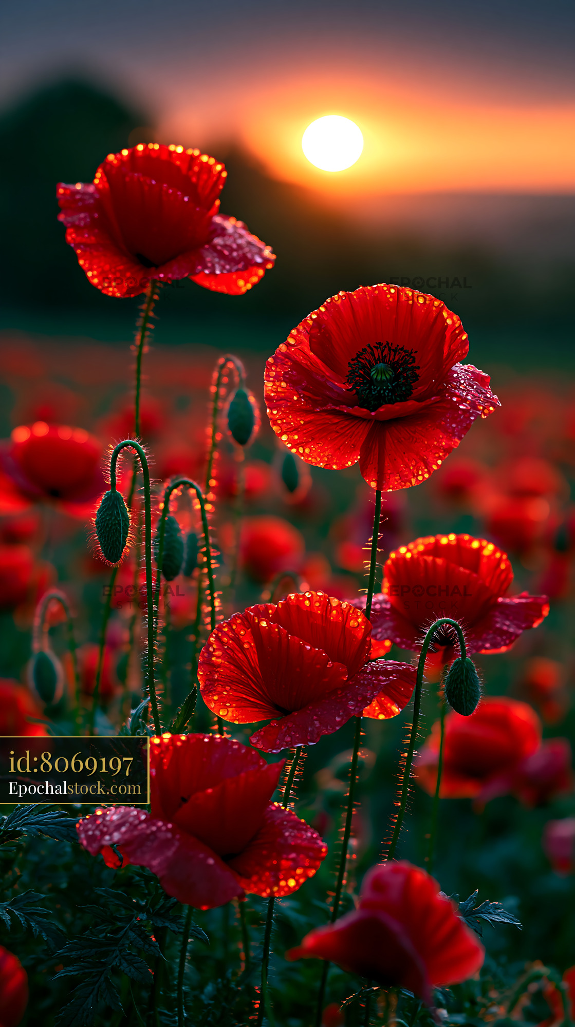 Poppies Glow as the Sun Rises Over a Vibrant Flower Field - stock photo