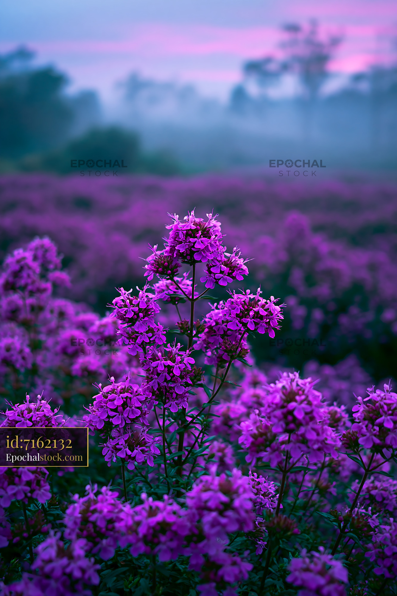 Watermarked full-resolution preview of Violet flowers bloom in a misty field at dawn