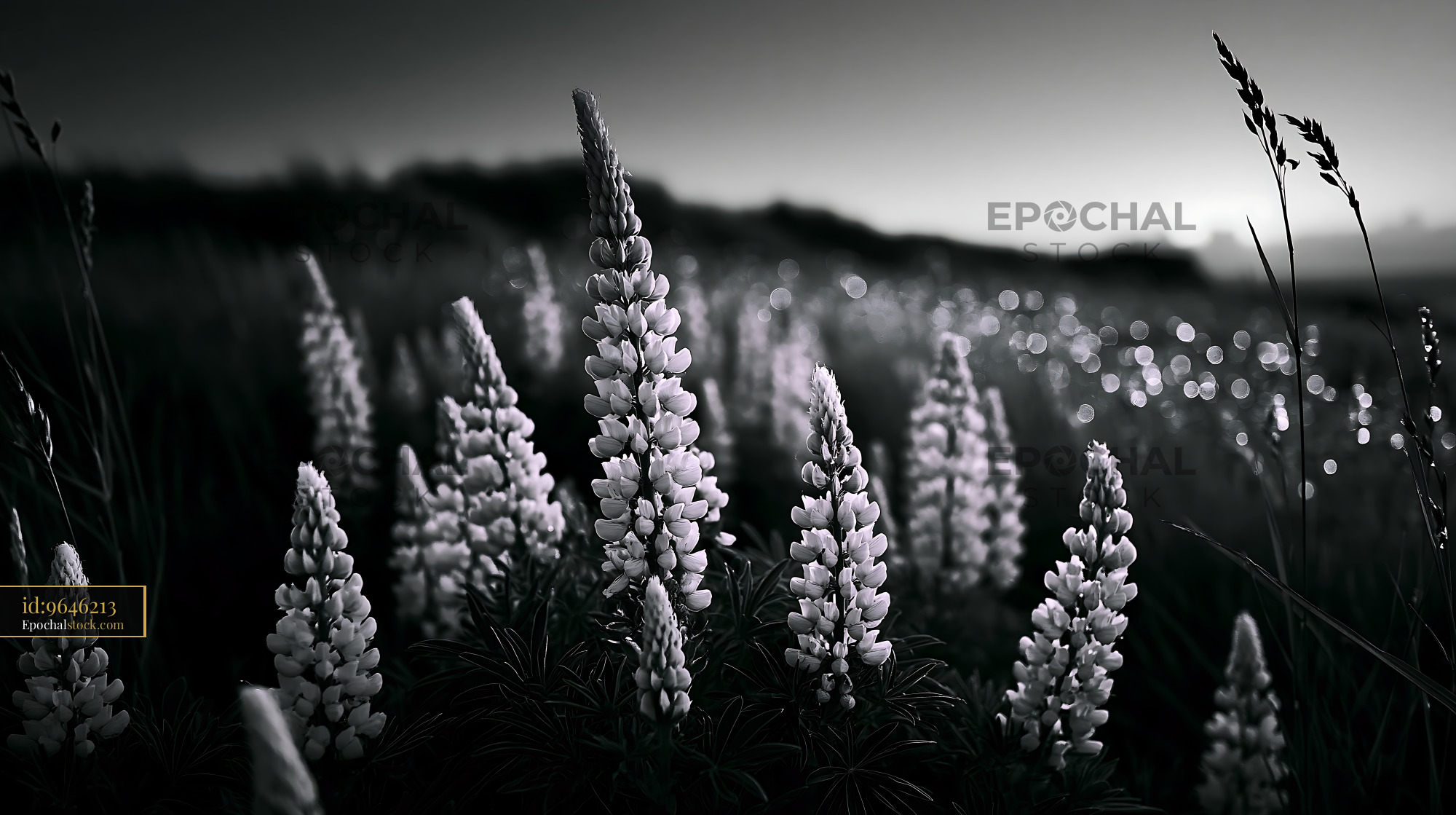 Watermarked full-resolution preview of Lupine flowers in a field at dusk