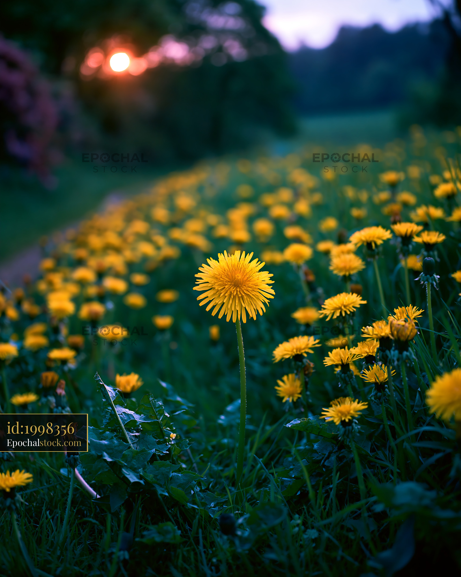 Watermarked full-resolution preview of Field of yellow dandelions at sunset
