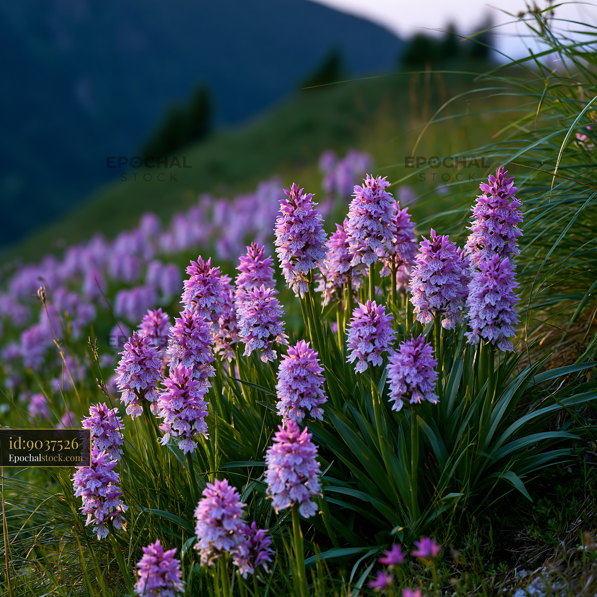 Watermarked full-resolution preview of Purple flowers bloom on a hillside during sunset