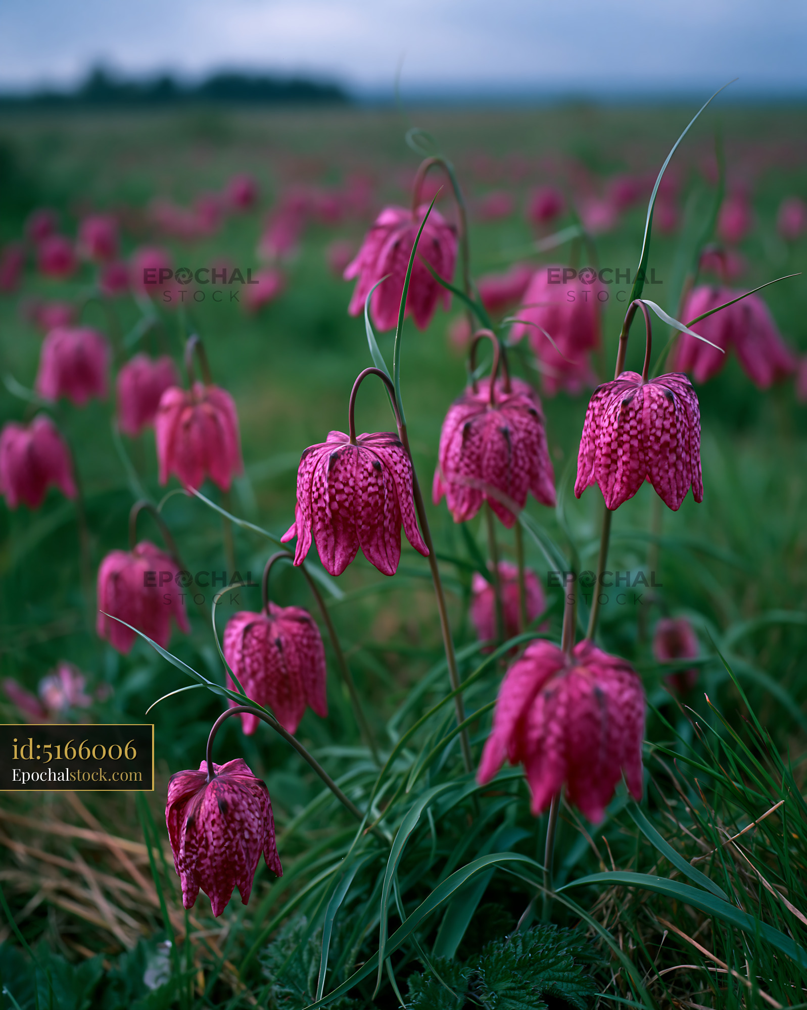 Watermarked full-resolution preview of Field of blooming flowers in early morning light