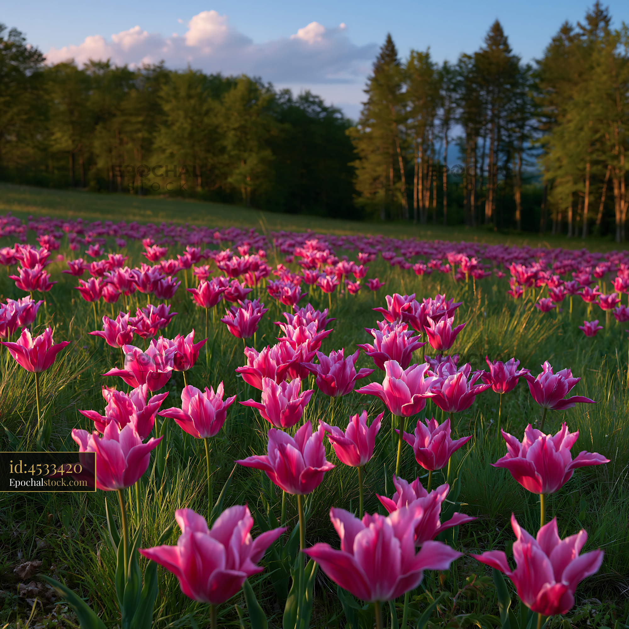Watermarked full-resolution preview of Field of pink tulips with green grass under a blue sky