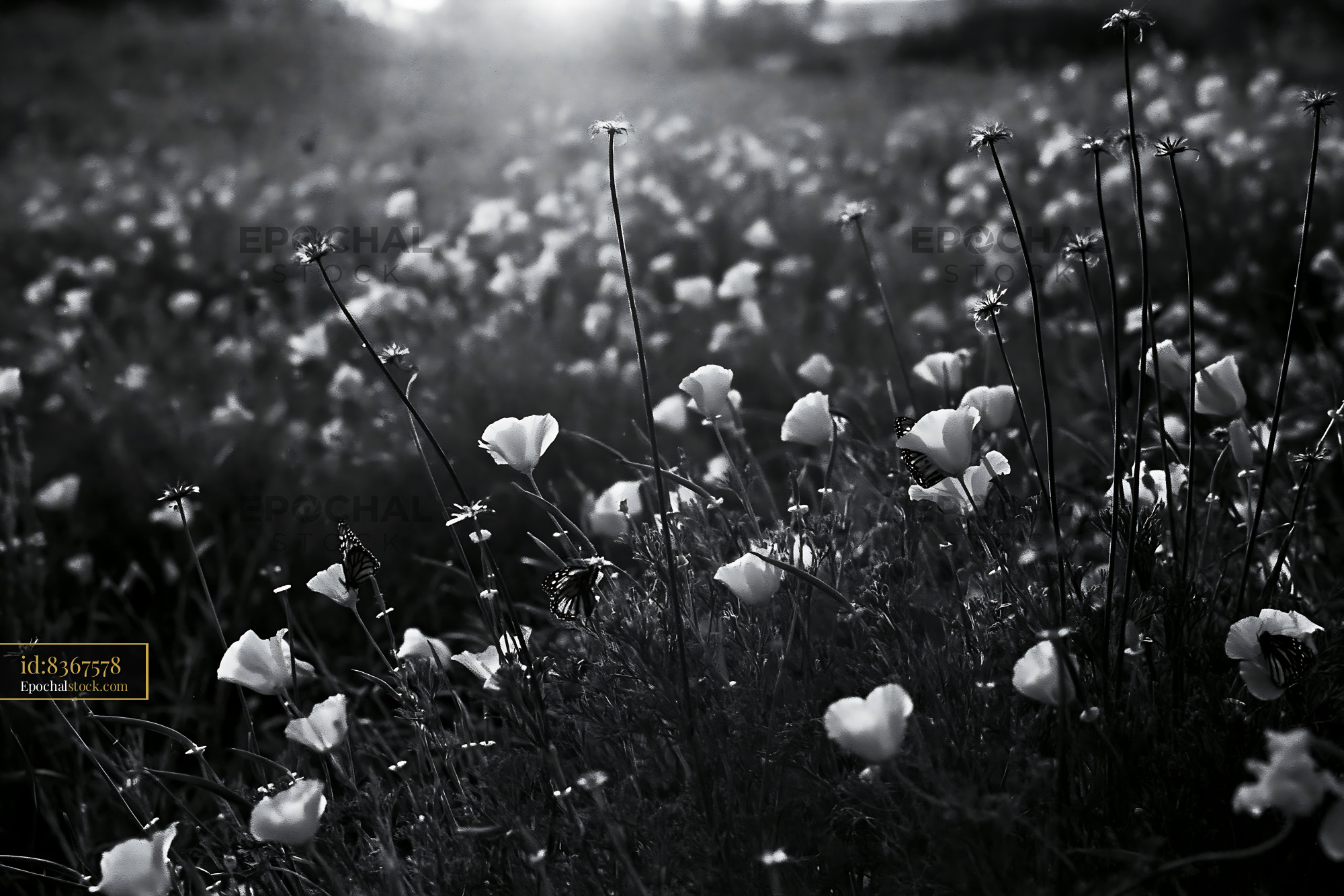 Watermarked full-resolution preview of Black and white flower field at sunset in natural landscape