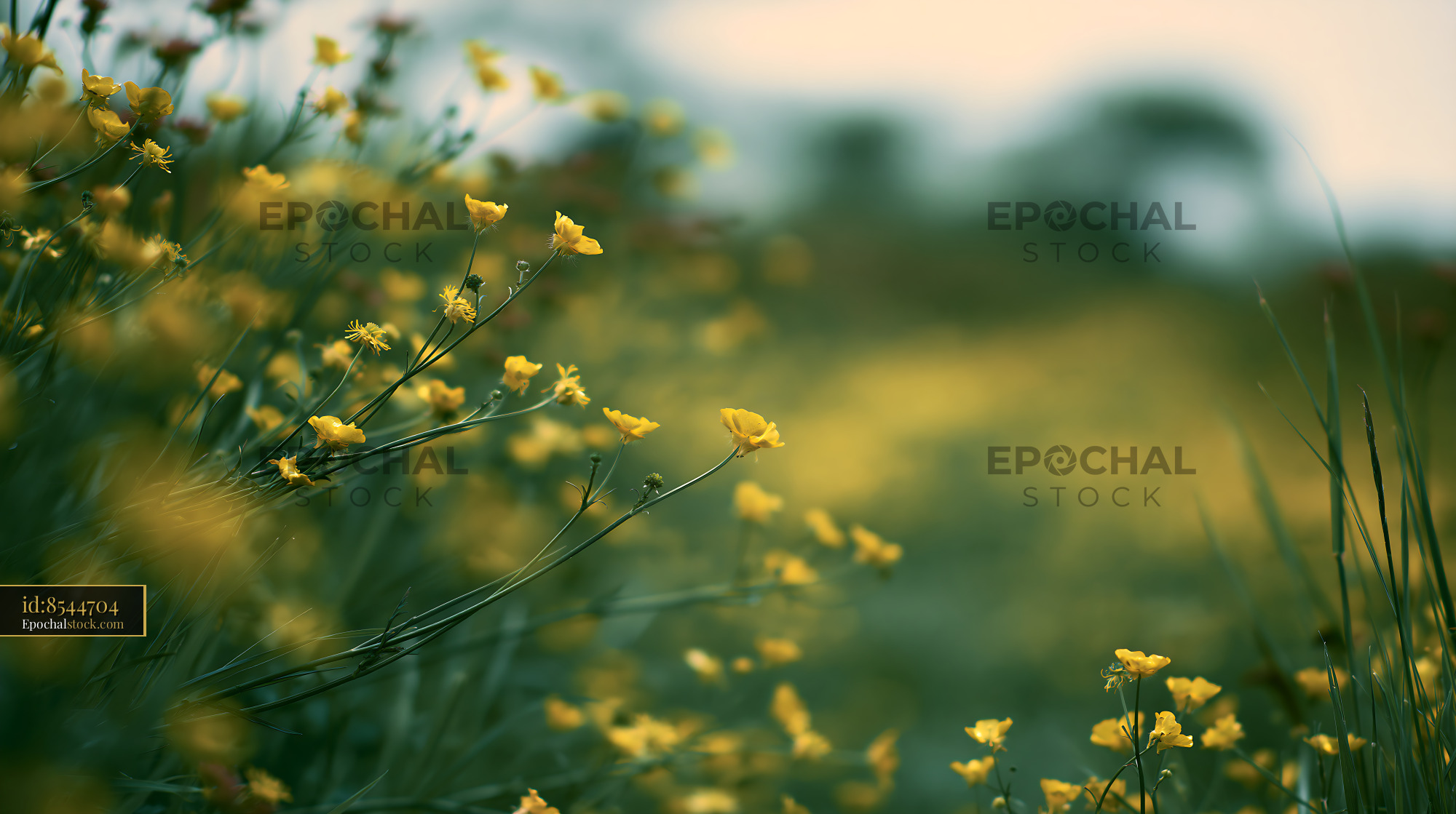 Watermarked full-resolution preview of Wildflowers blooming in a field during the day