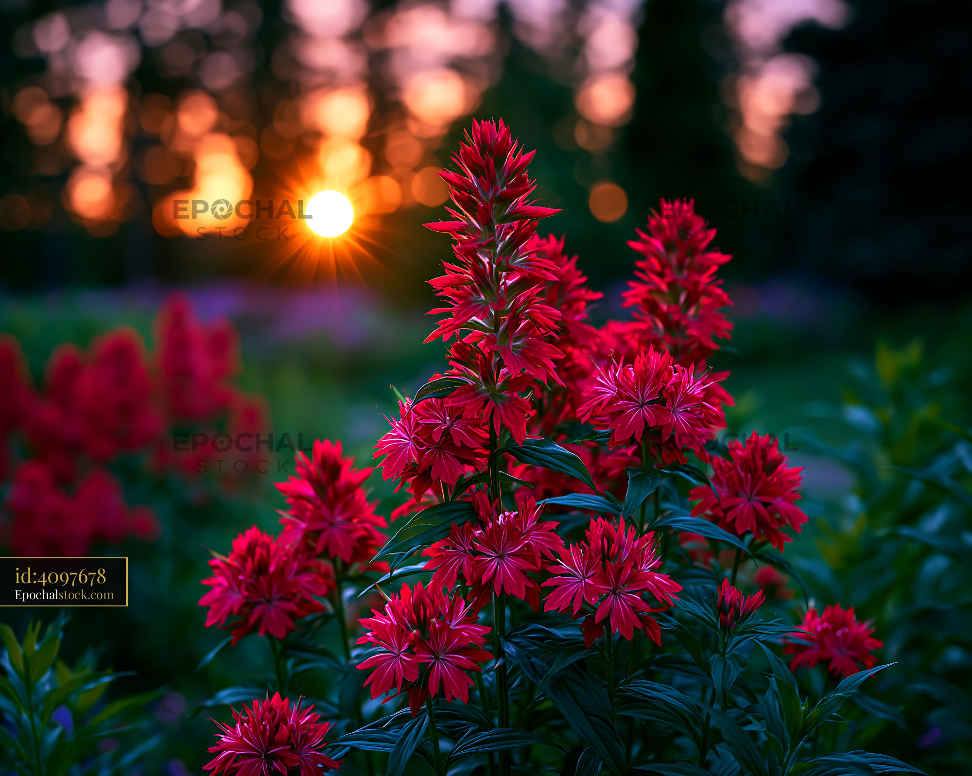 Watermarked full-resolution preview of Red flowers bloom in garden during sunset
