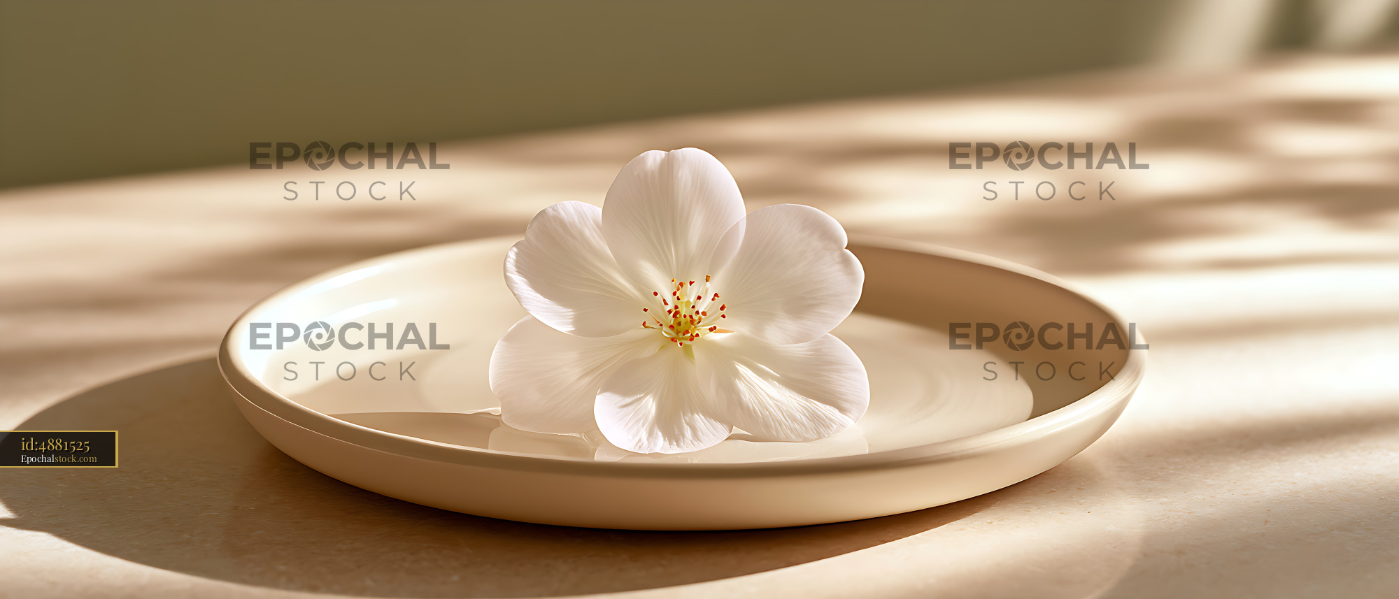 Watermarked full-resolution preview of Delicate white flower in a sunlit ceramic dish