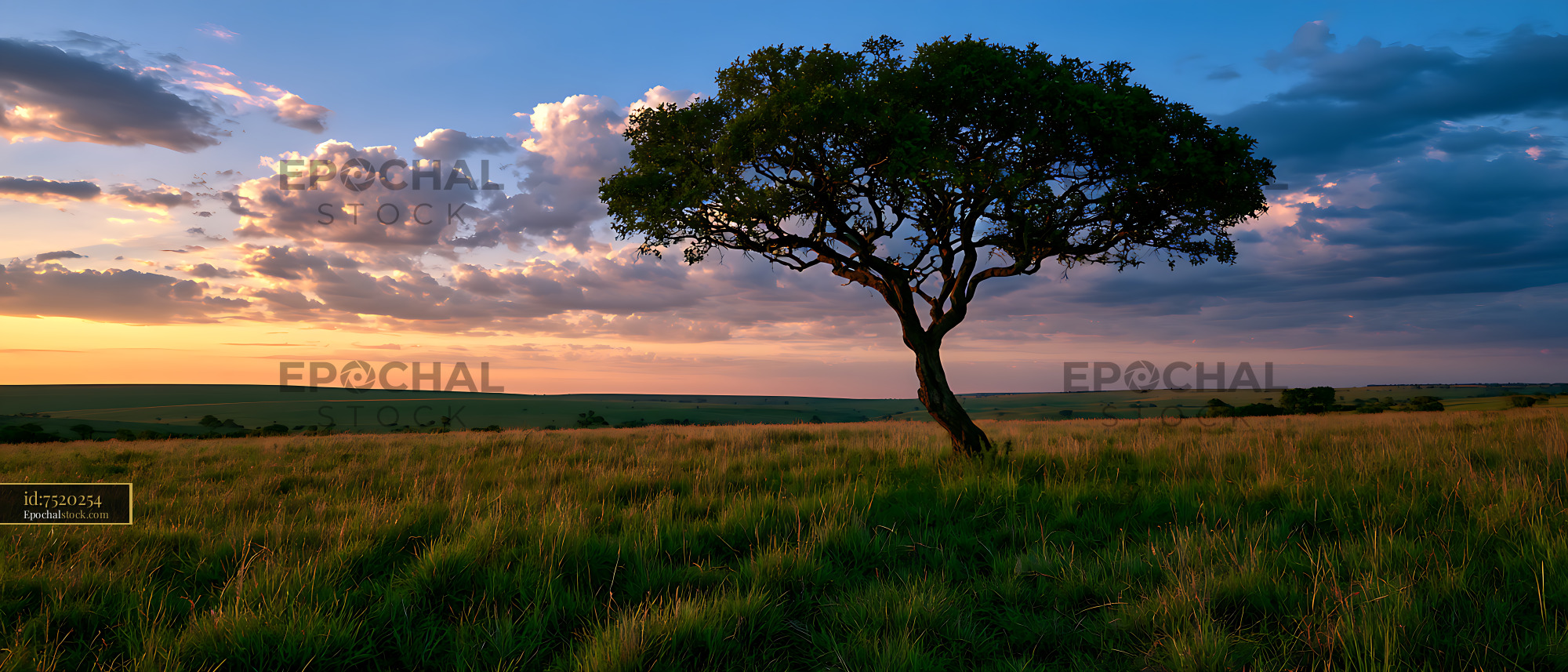 Watermarked full-resolution preview of Solitary tree across an open grassland at sunset