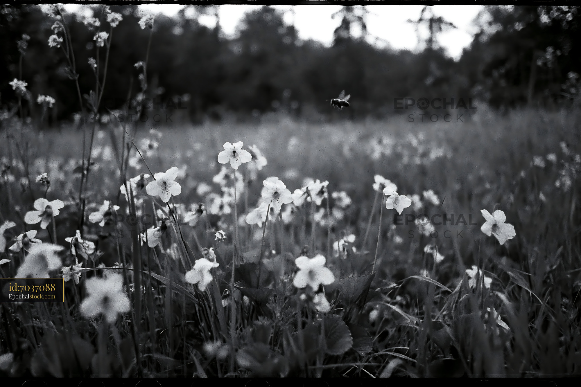 Violet Wildflowers Blooming in a Meadow During Springtime - stock photo