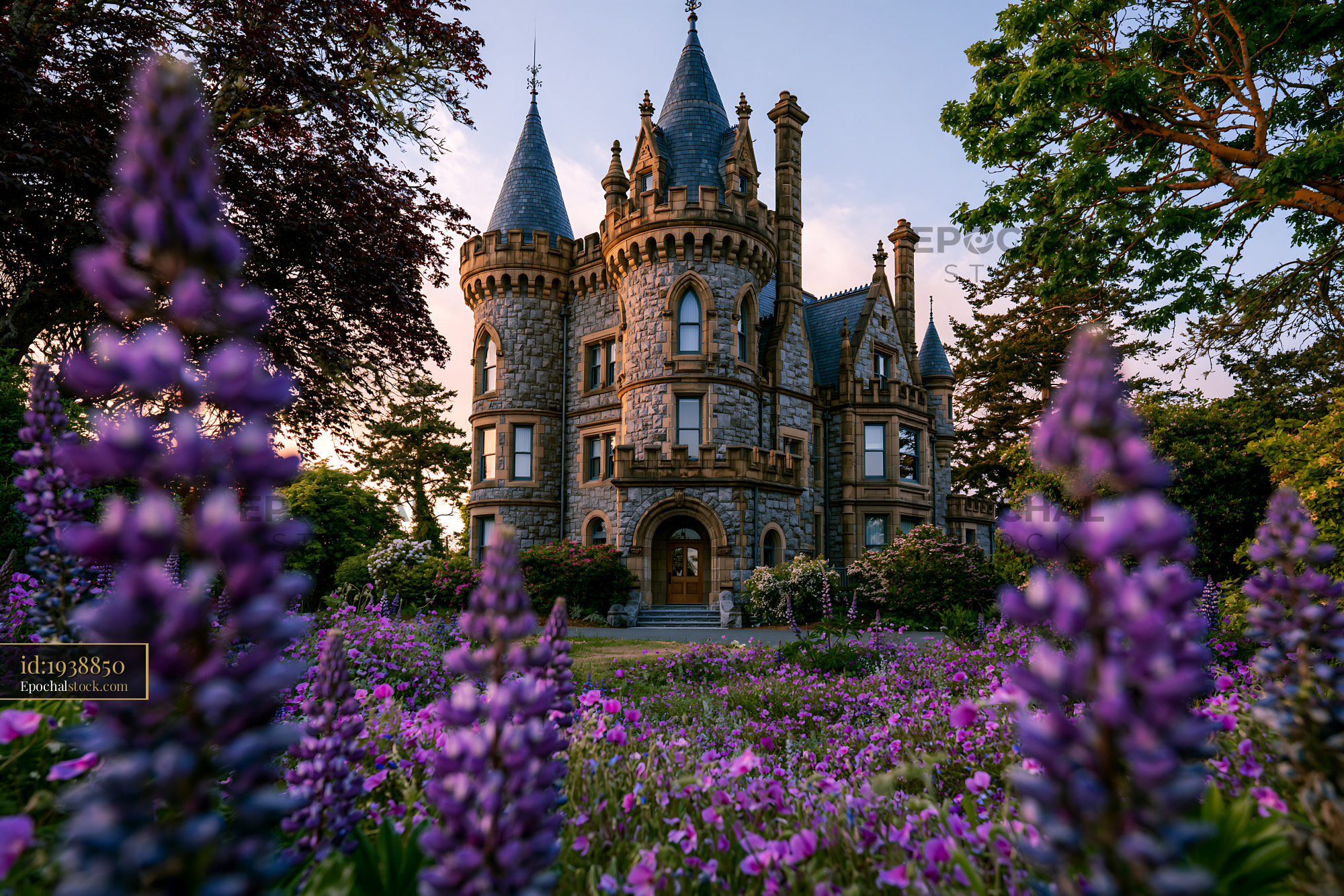 Watermarked full-resolution preview of Historic stone castle surrounded by purple flowers at sunset
