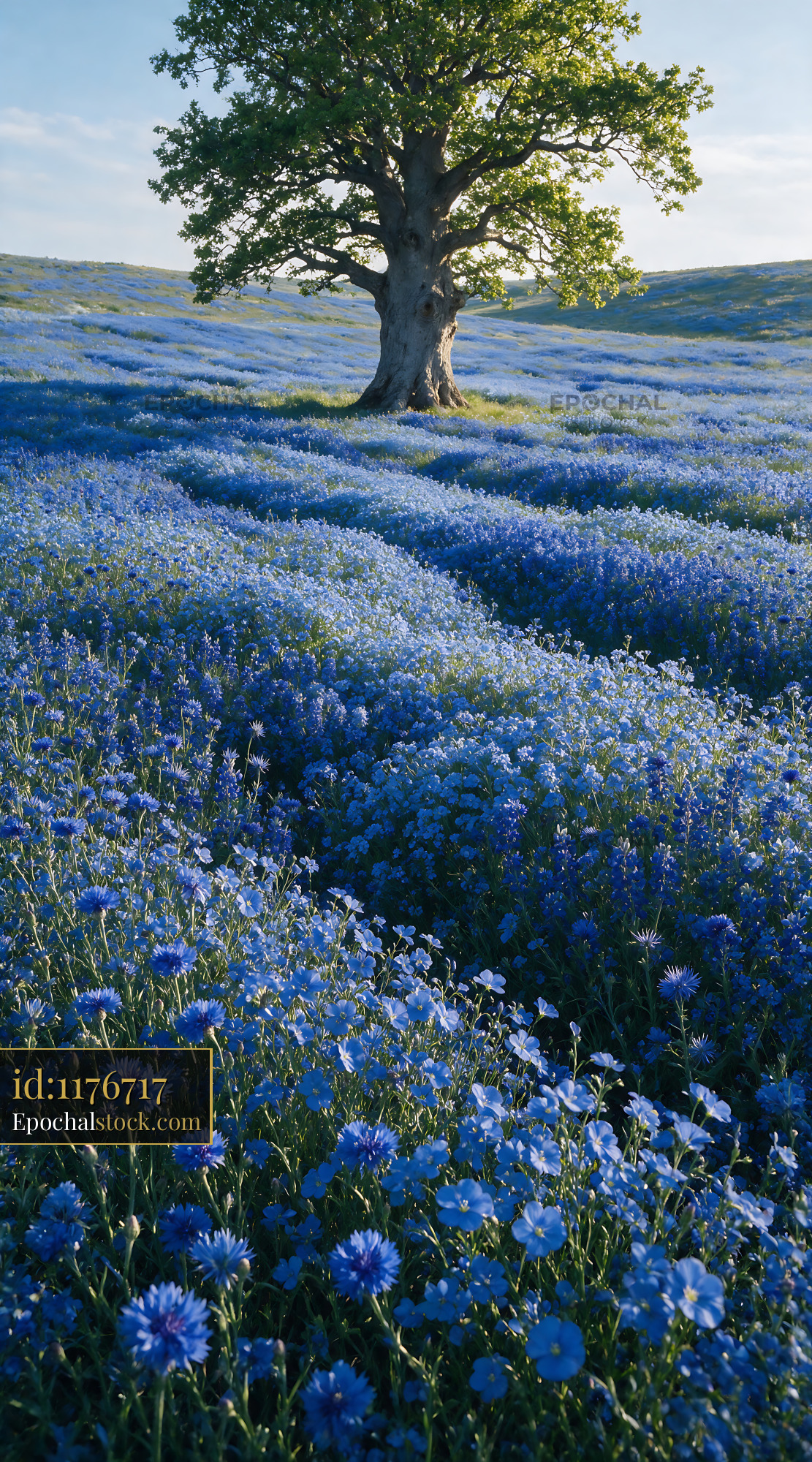 Forget-me-not Blooms in Blue Meadow With Single Tree - stock photo