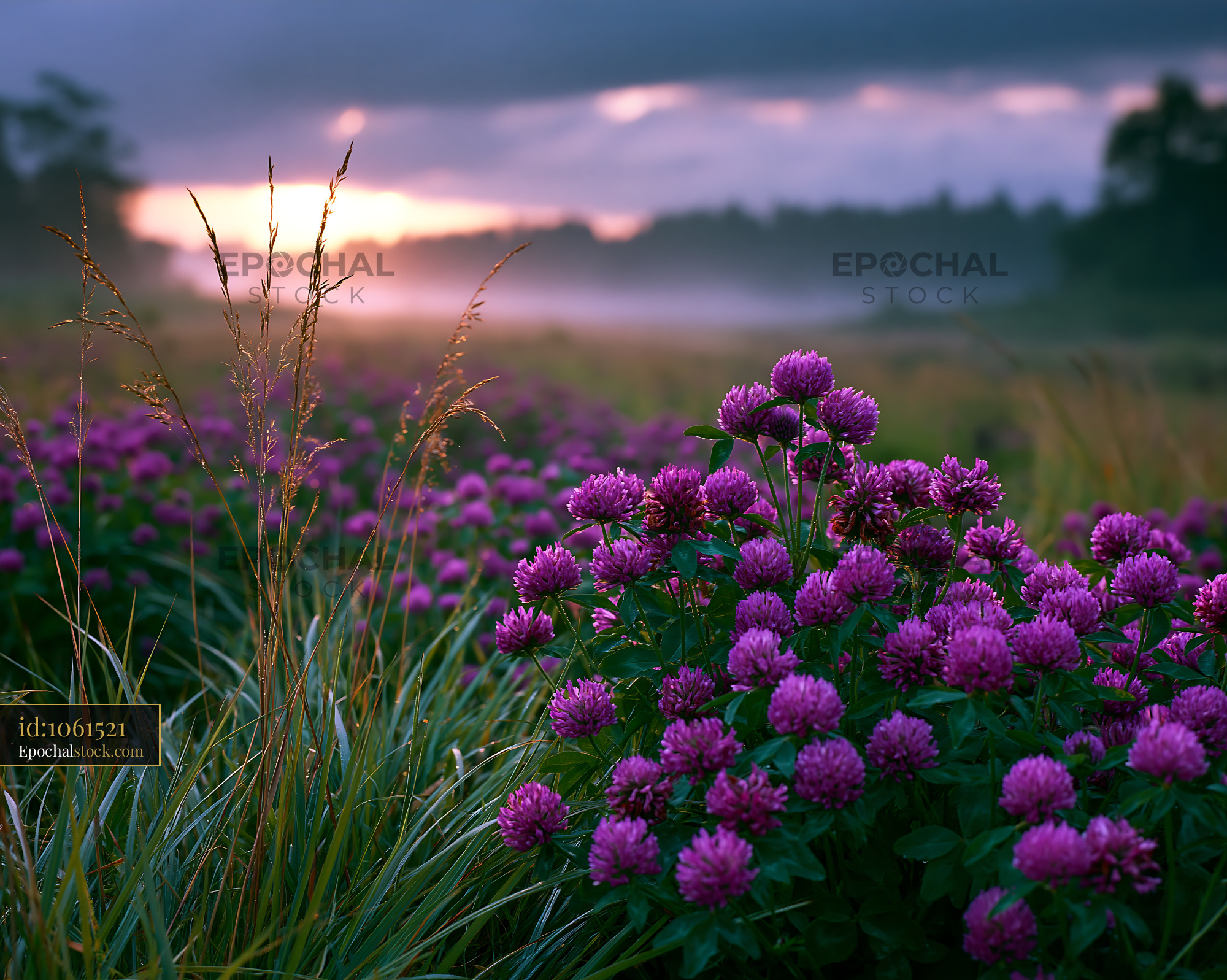 Watermarked full-resolution preview of Blooming purple flowers in a misty field at sunset