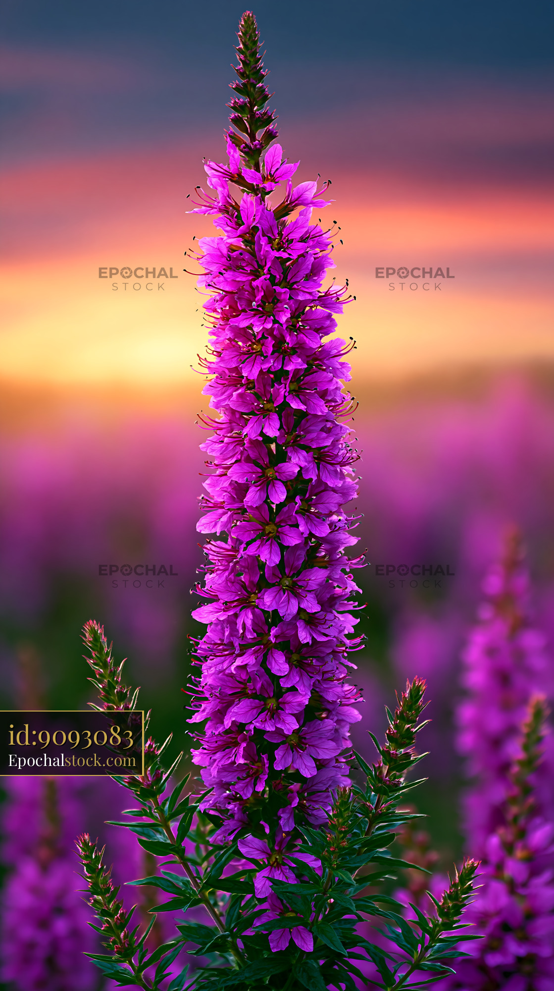 Watermarked full-resolution preview of Vibrant purple flowers bloom during sunset in a field