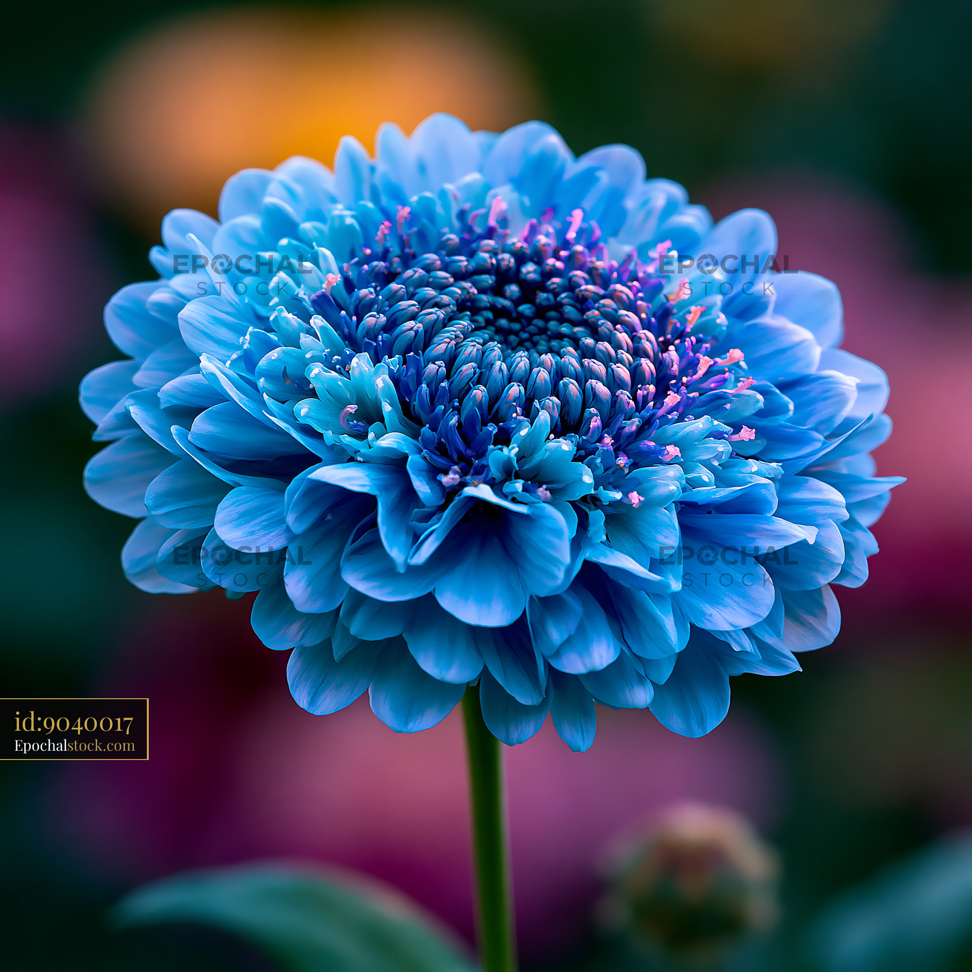 Watermarked full-resolution preview of Bright blue flower in garden displays intricate petal details