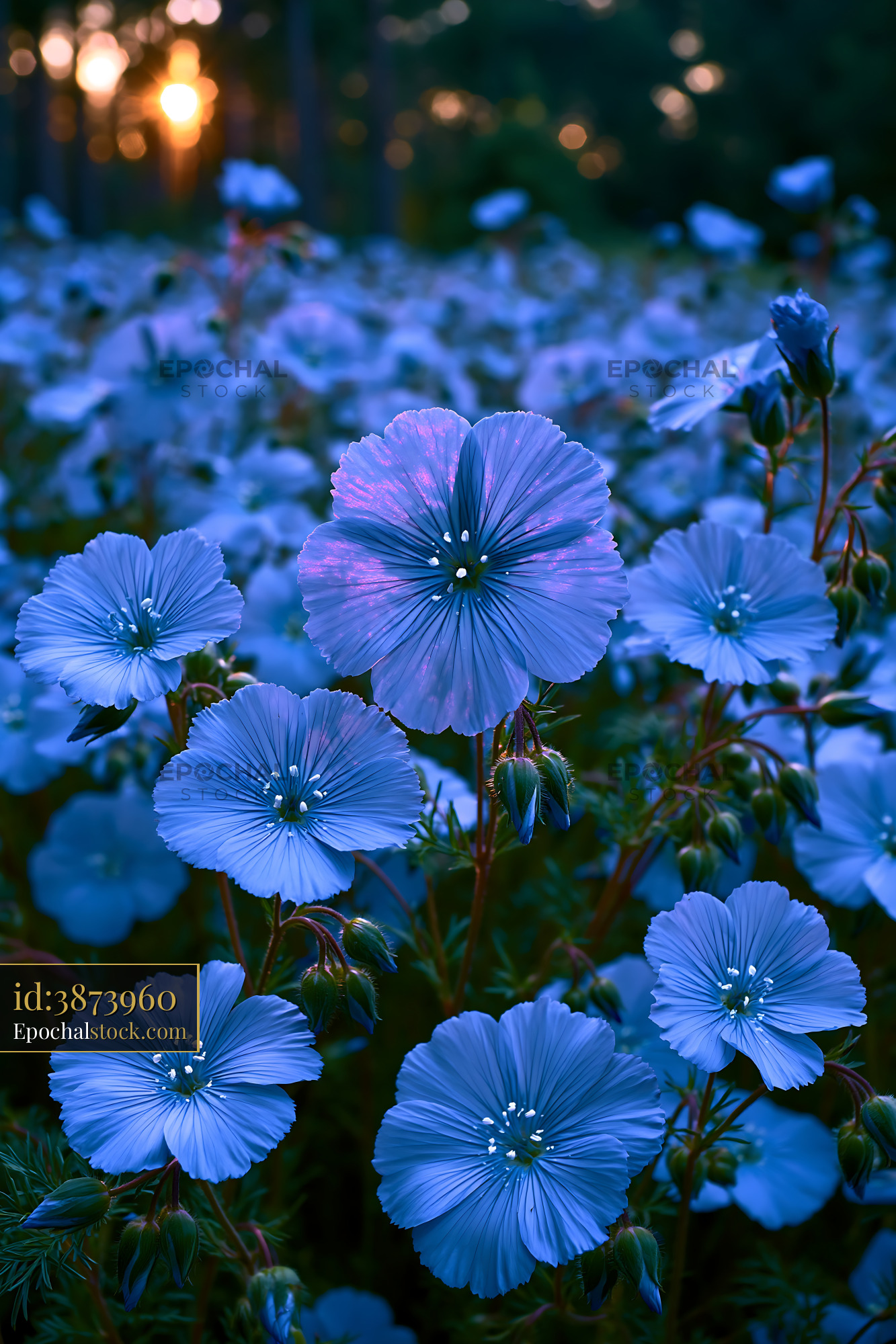 Watermarked full-resolution preview of Blue flowers blooming in a field at sunset
