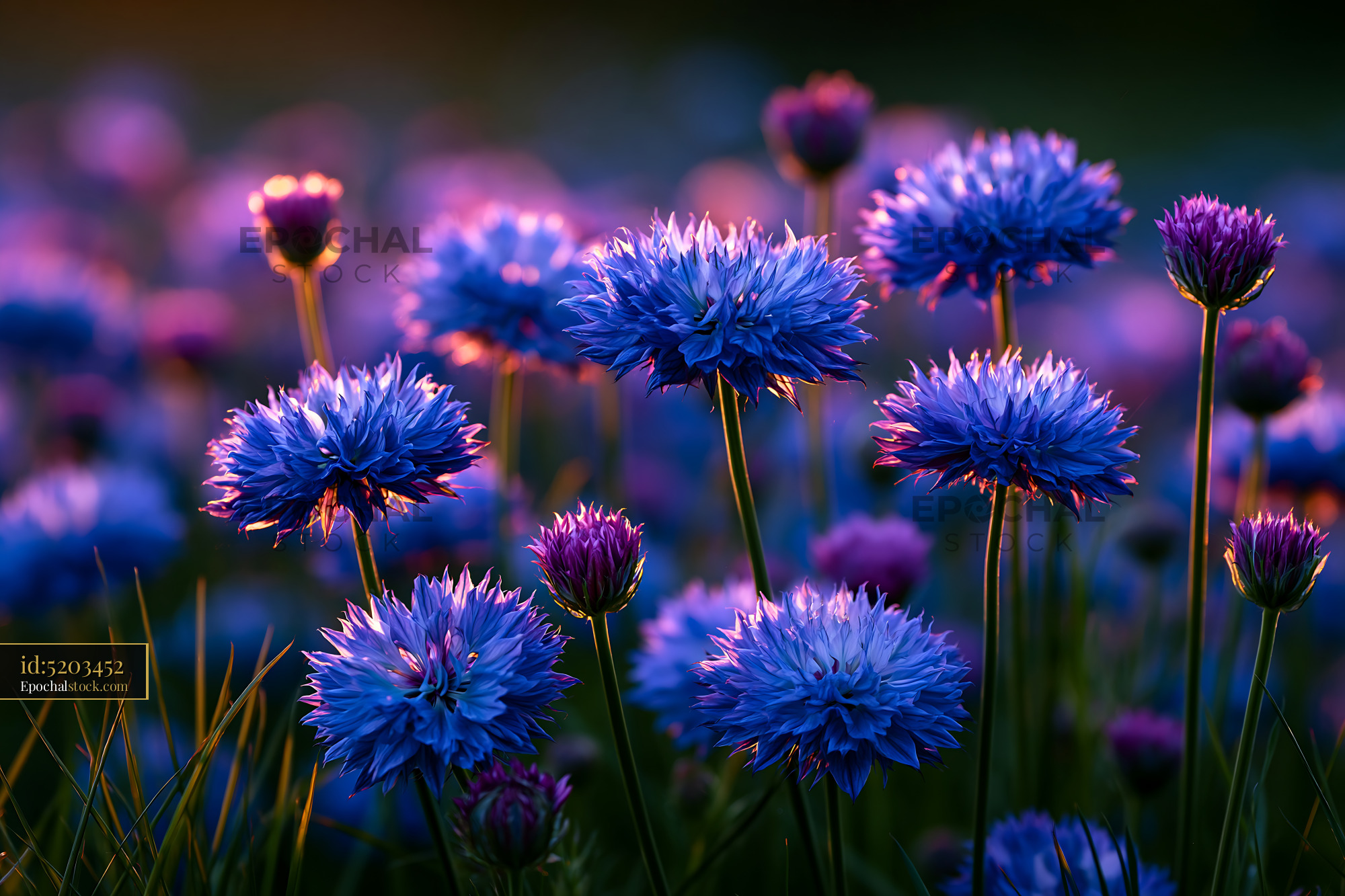 Watermarked full-resolution preview of Vibrant blue flowers blooming in a field at sunset