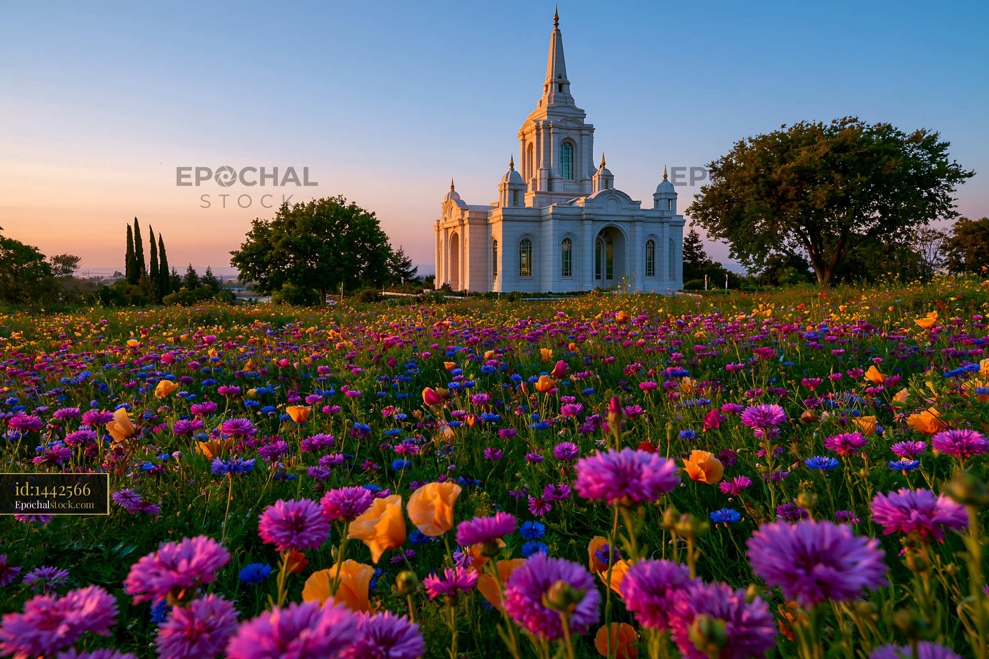 Watermarked full-resolution preview of Sunrise over a temple surrounded by colorful flowers in a field