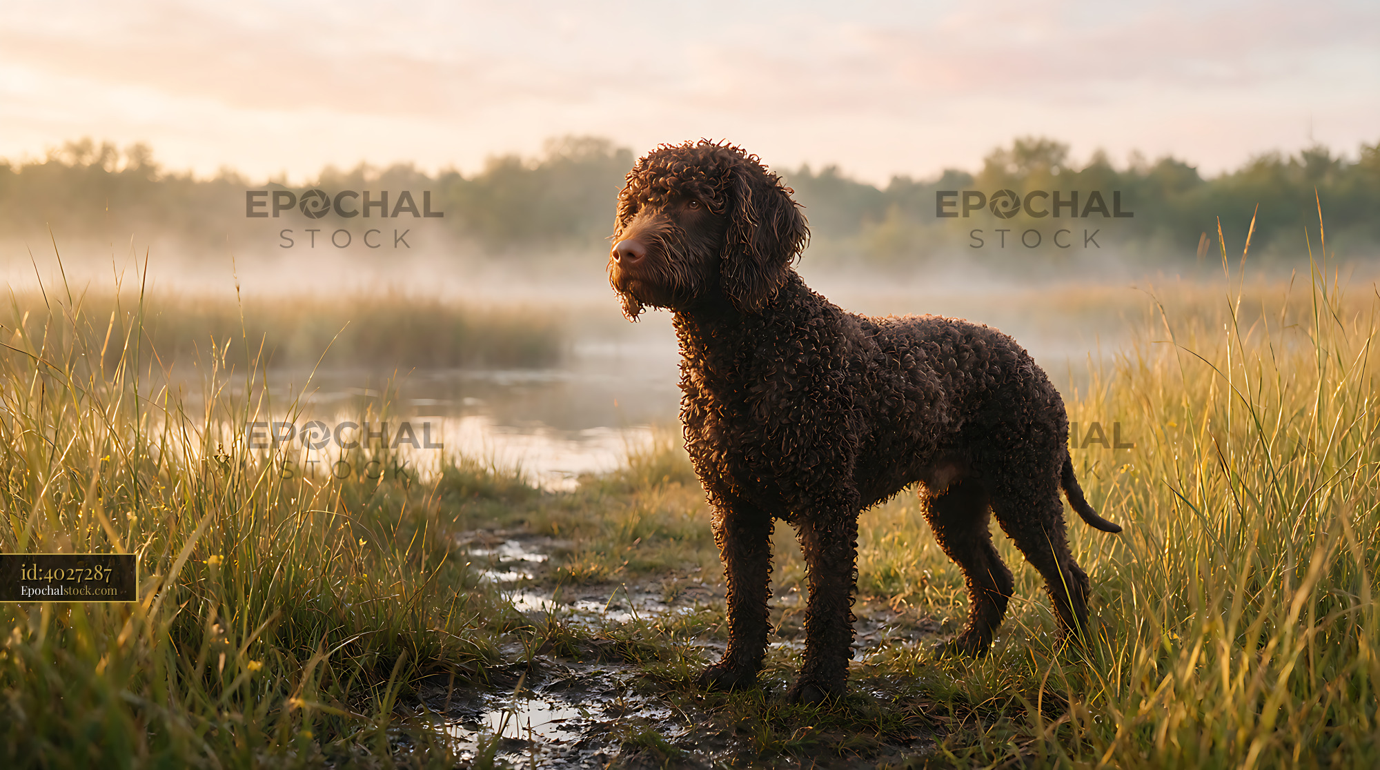 Watermarked full-resolution preview of Curly-coated dog in a grassy wetland at sunrise