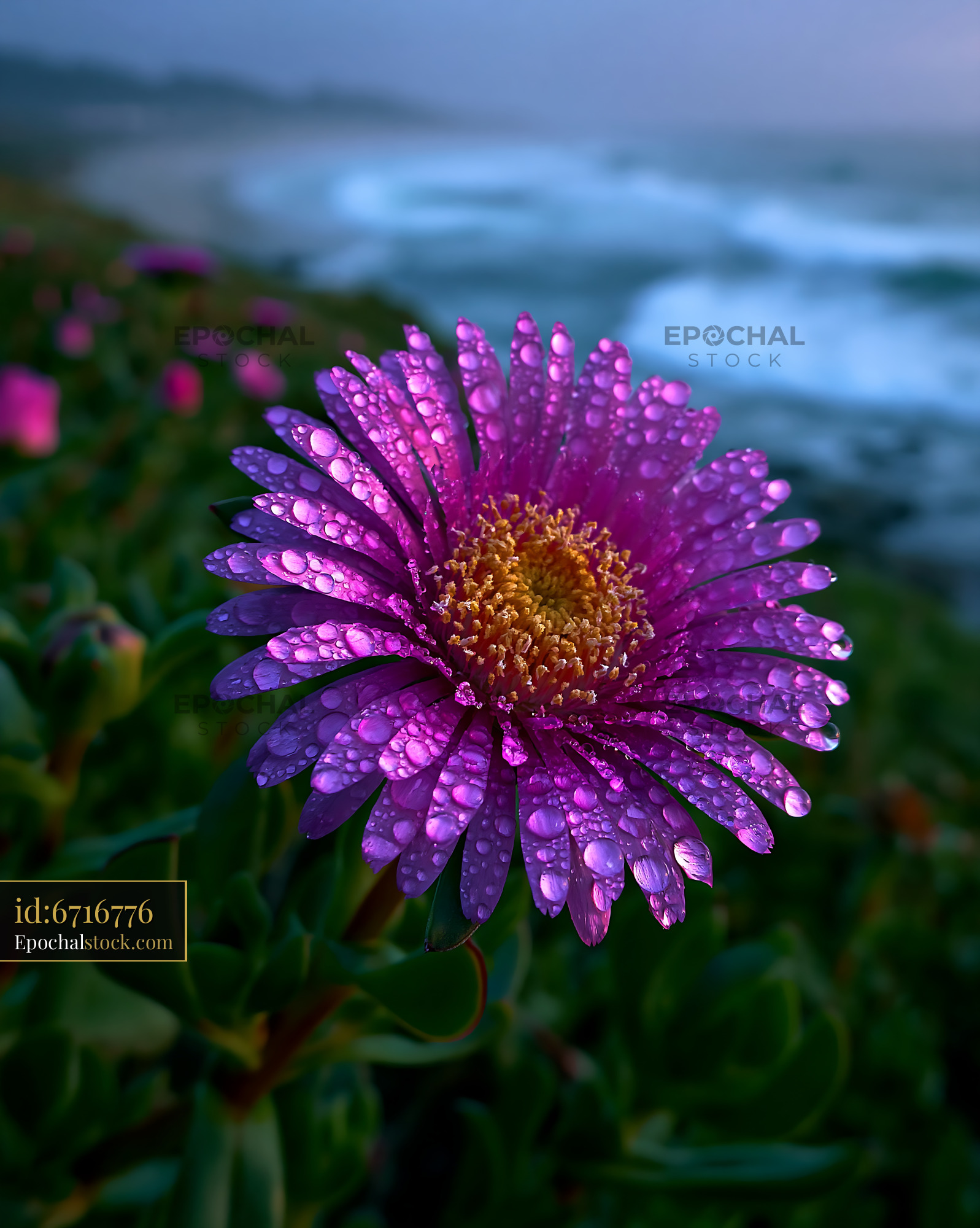 Watermarked full-resolution preview of Purple flower with water droplets by the ocean