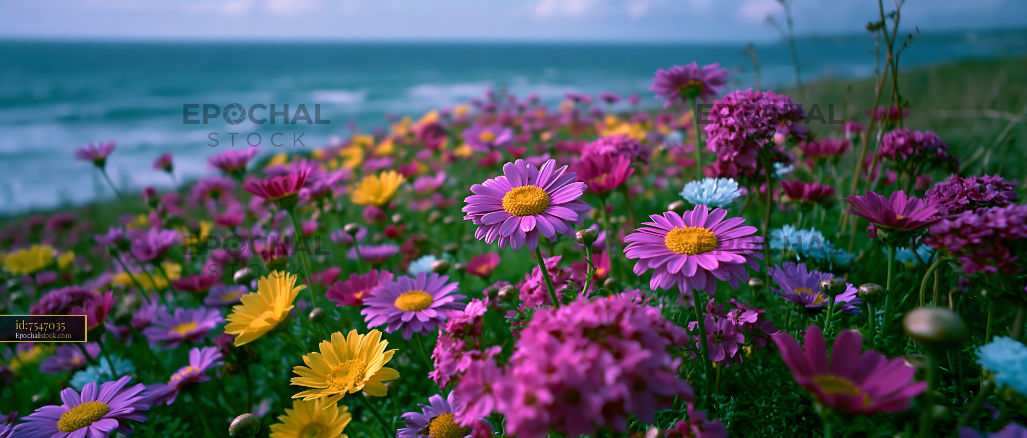 Watermarked full-resolution preview of Colorful wildflowers by the ocean shore in spring