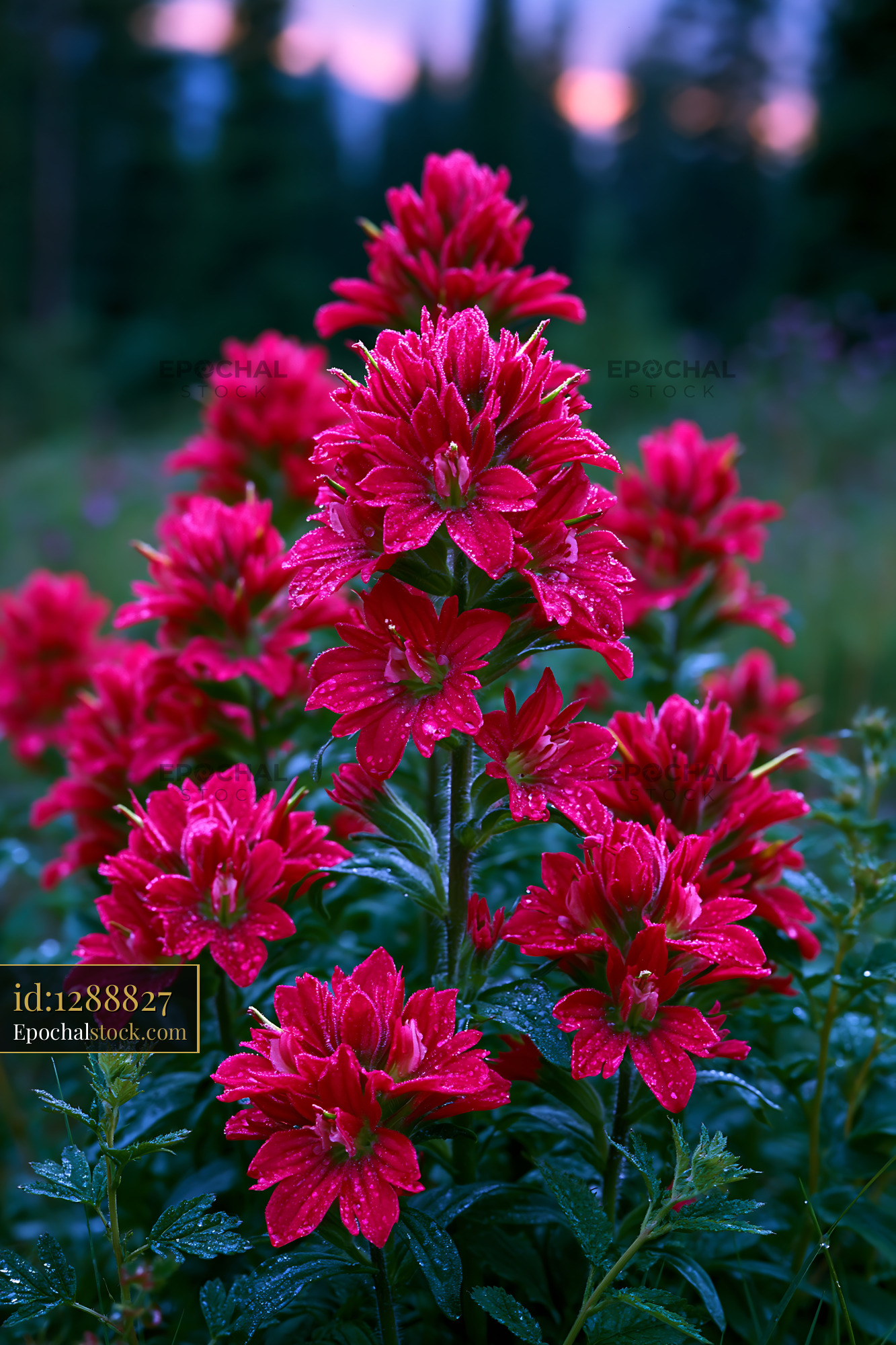 Watermarked full-resolution preview of Vibrant red flowers with morning dew in a natural setting