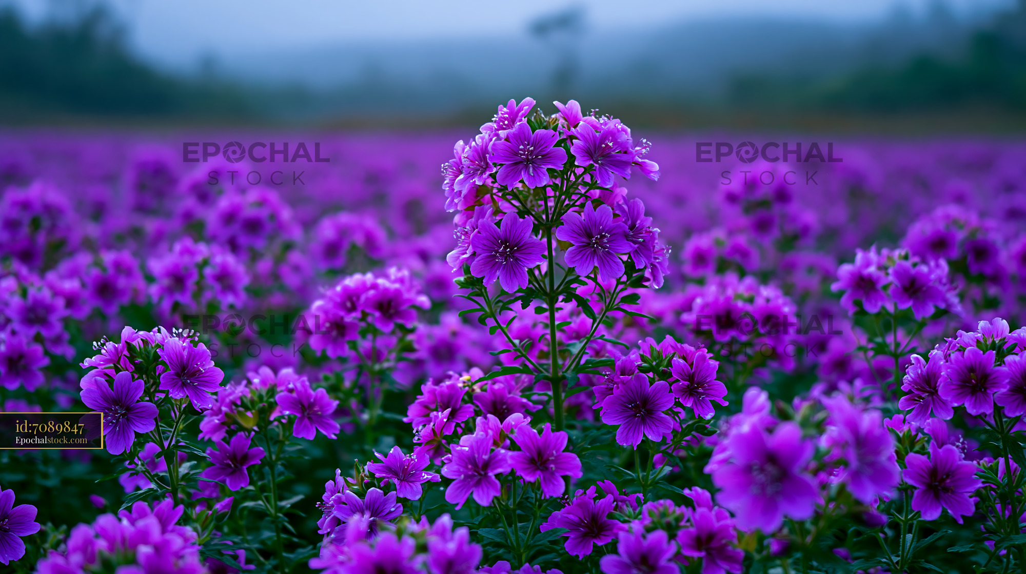 Watermarked full-resolution preview of Vibrant purple flowers blooming in a vast field