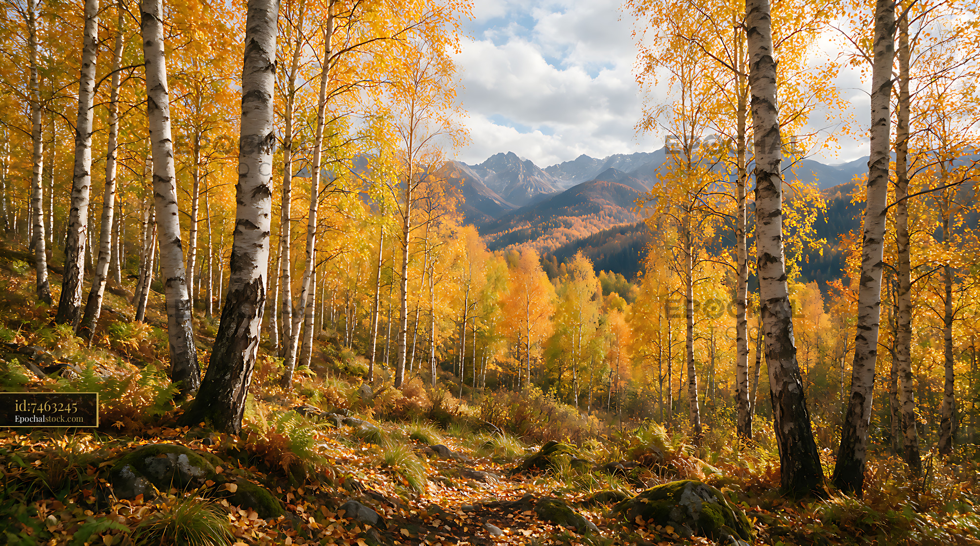 Watermarked full-resolution preview of Golden birch woodland overlooking rugged mountains