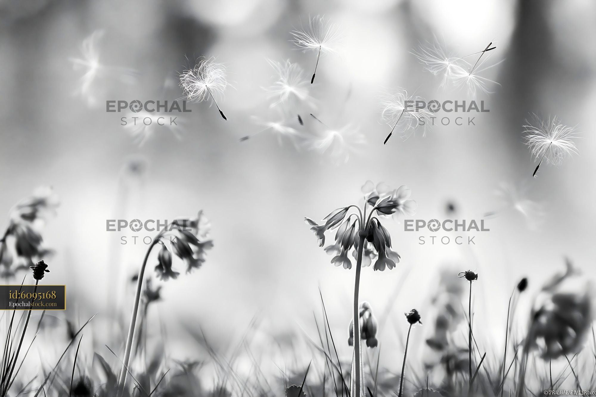 Watermarked full-resolution preview of Flowers and seeds floating in the air in black and white