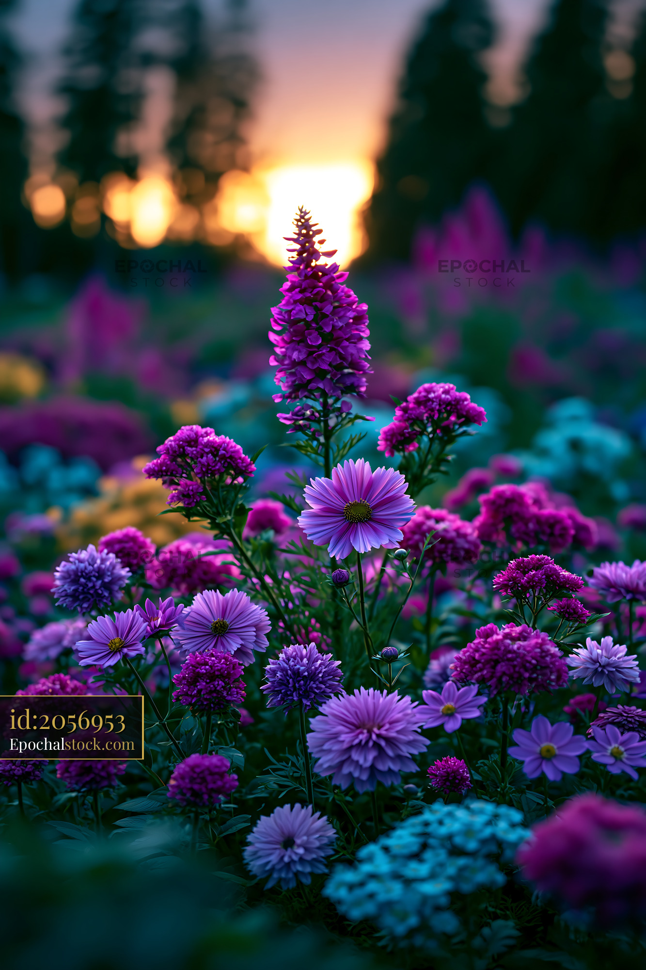 Watermarked full-resolution preview of Vibrant flowers in a sunset-lit garden setting