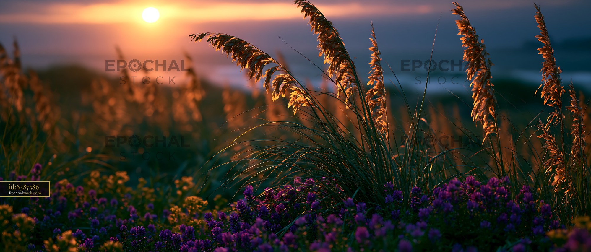 Watermarked full-resolution preview of Sunset over wildflowers and tall grass