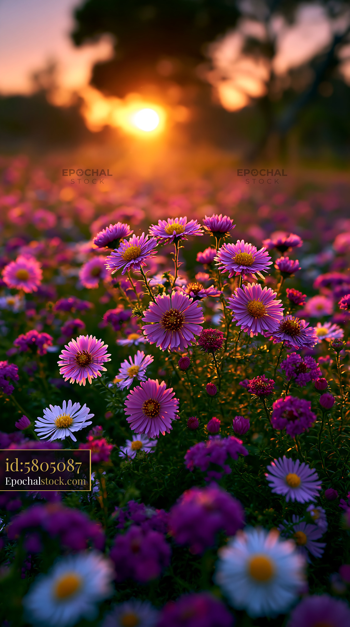 Watermarked full-resolution preview of Colorful flowers blooming at sunset