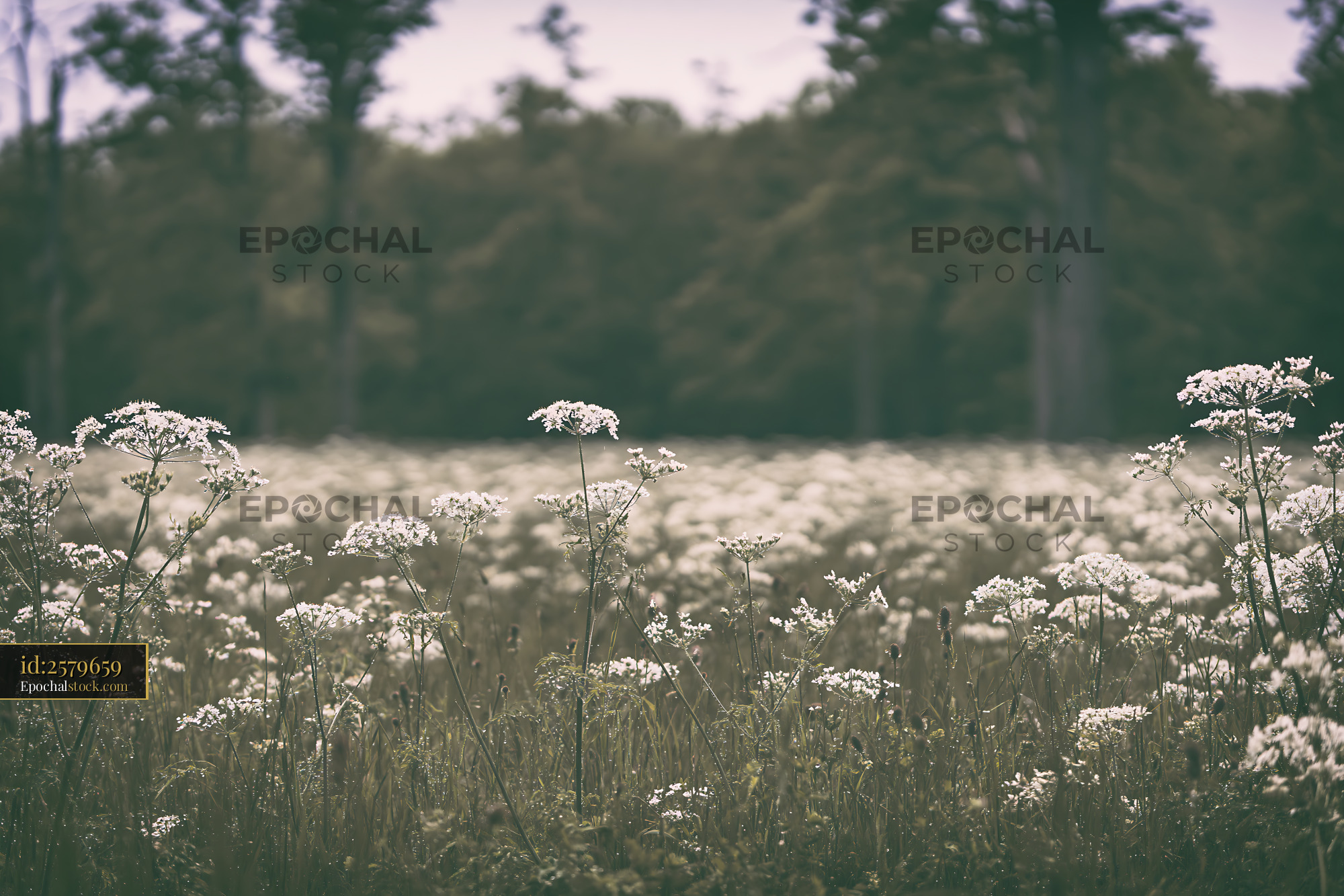 Watermarked full-resolution preview of Wildflower field in a forest during the day