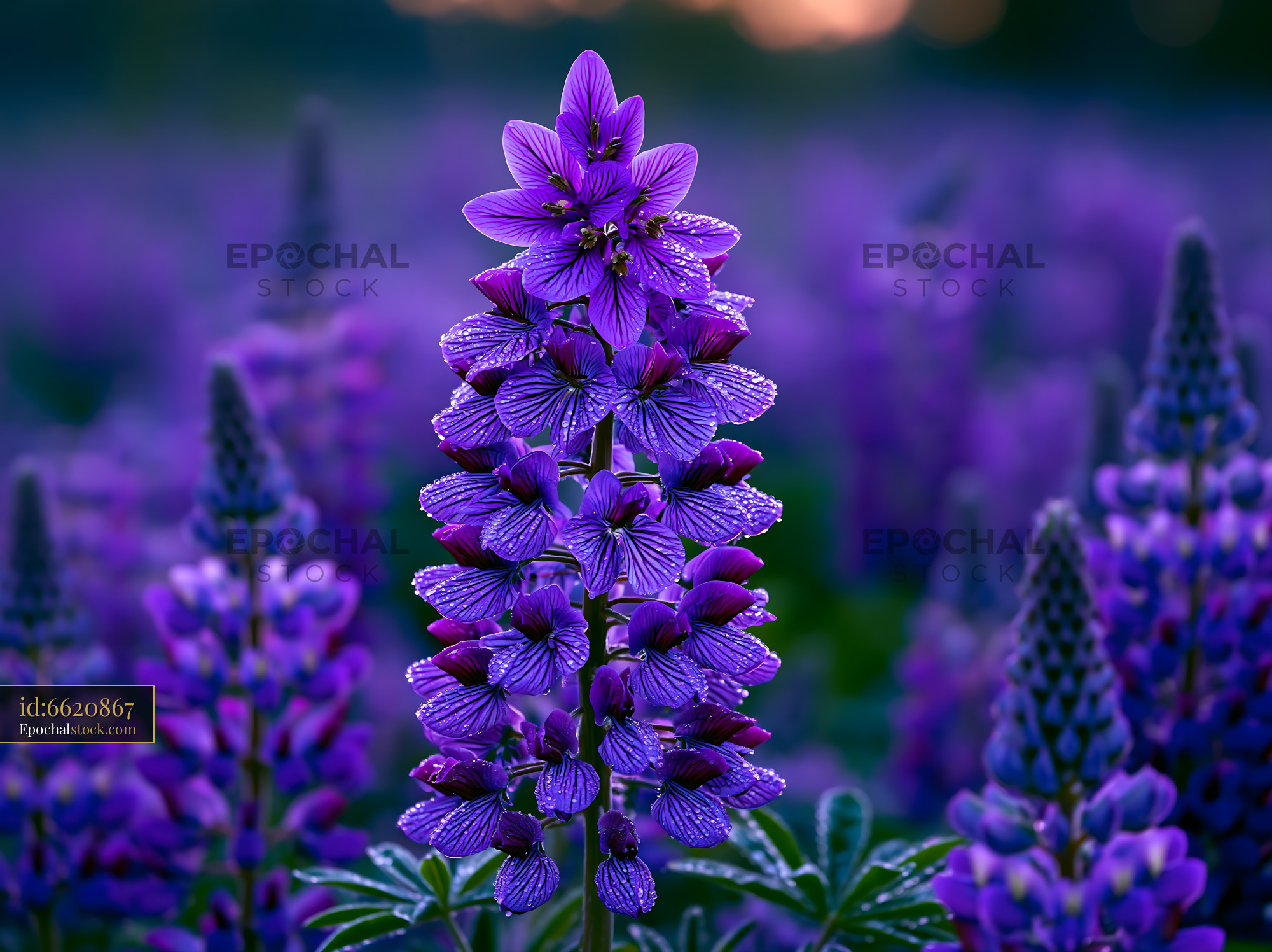 Watermarked full-resolution preview of Purple lupine flowers in a field during sunset