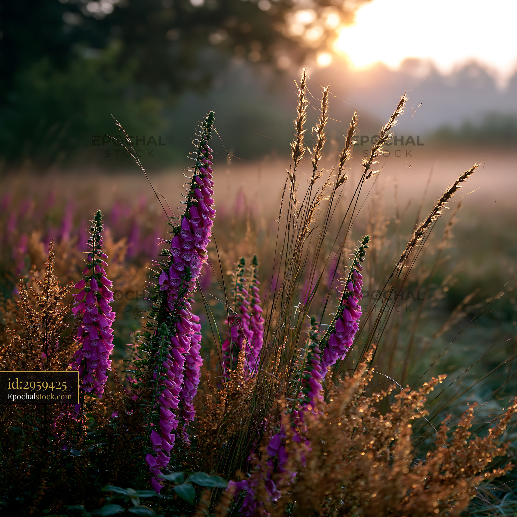 Watermarked full-resolution preview of Sunrise over wildflowers in a field