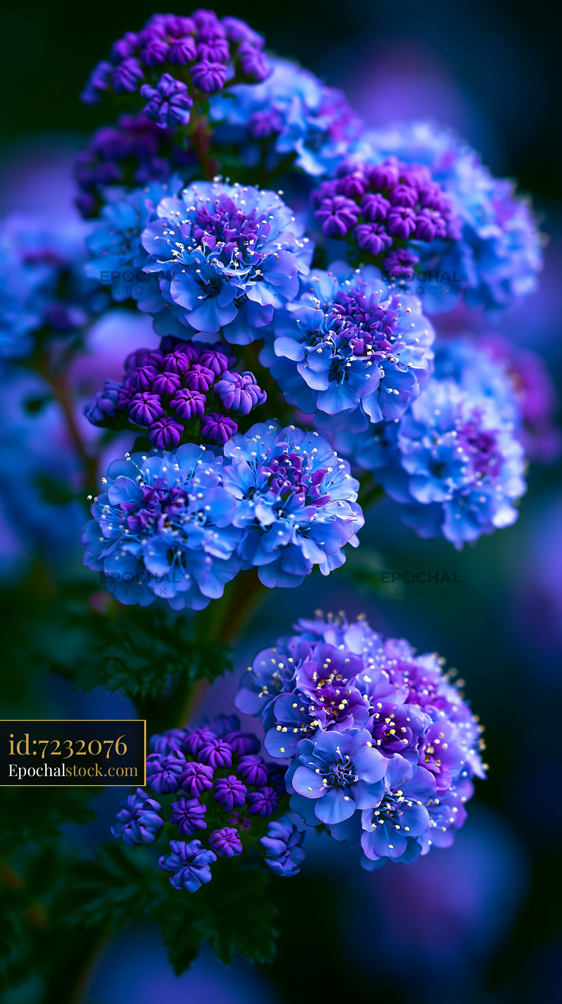 Watermarked full-resolution preview of Colorful flowers in bloom with purple and blue petals