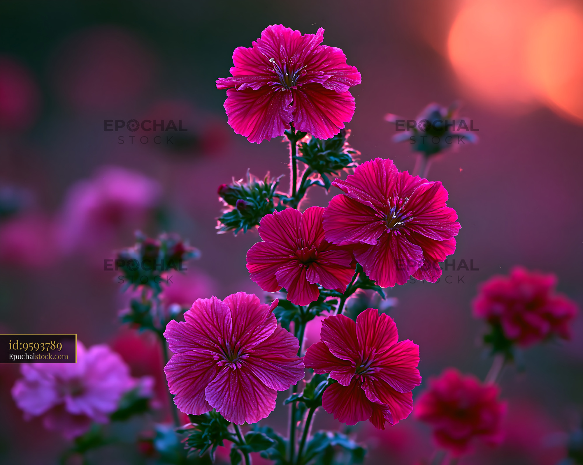 Watermarked full-resolution preview of Bright pink flowers in a garden at sunset