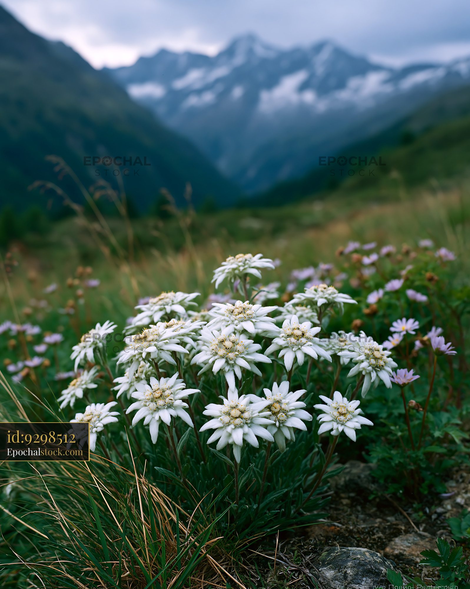 Watermarked full-resolution preview of Wildflowers blooming in a valley with mountains in the background