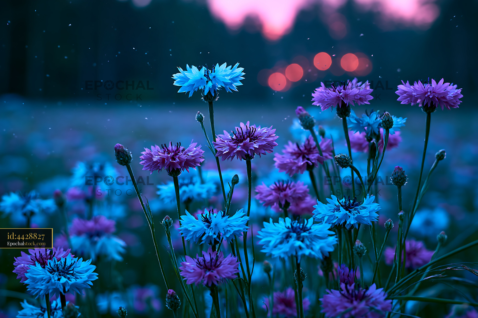 Flowers Bloom in a Field During Twilight With Soft Lighting - stock photo