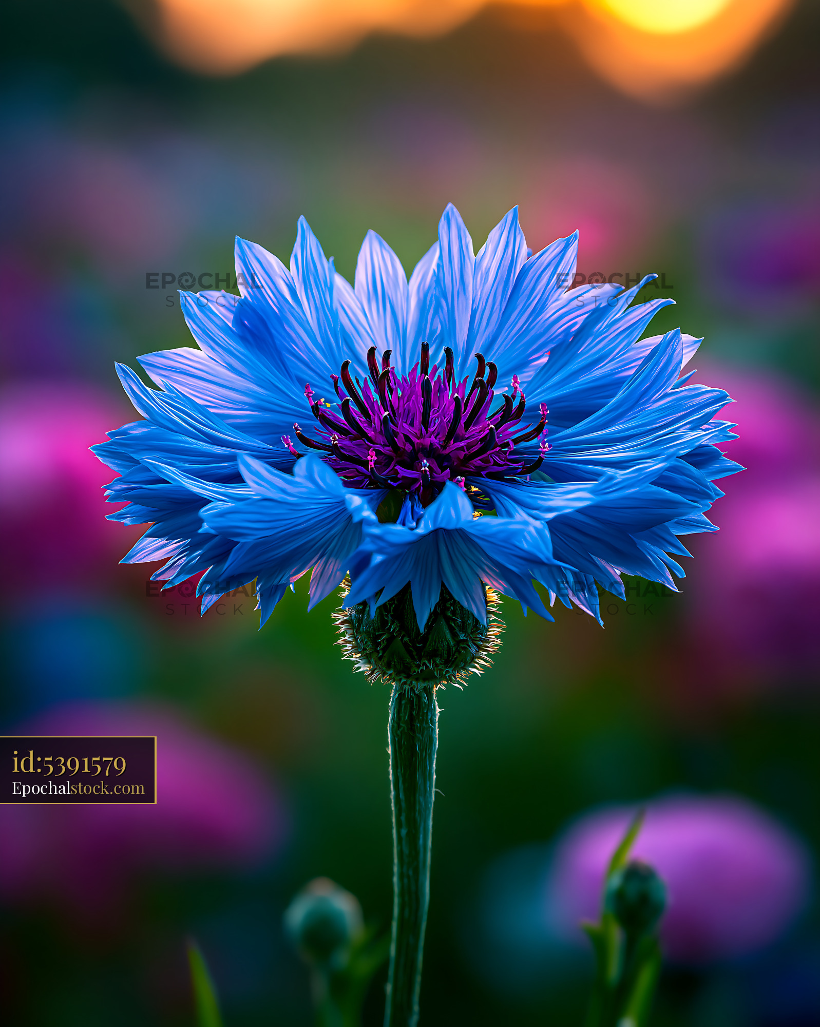 Watermarked full-resolution preview of Bright blue flower with purple center in field at sunset