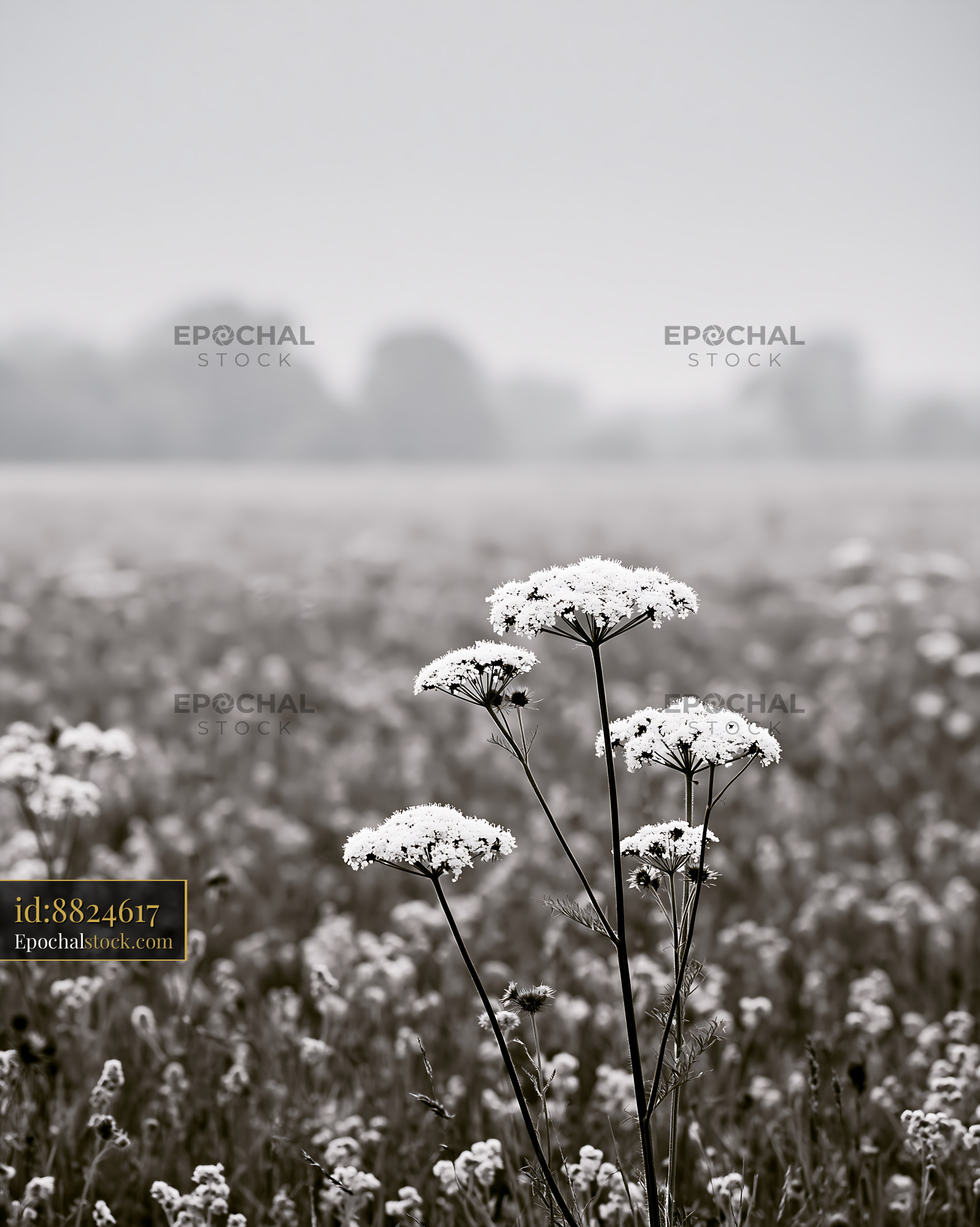 Watermarked full-resolution preview of White flowers in a foggy field during the morning
