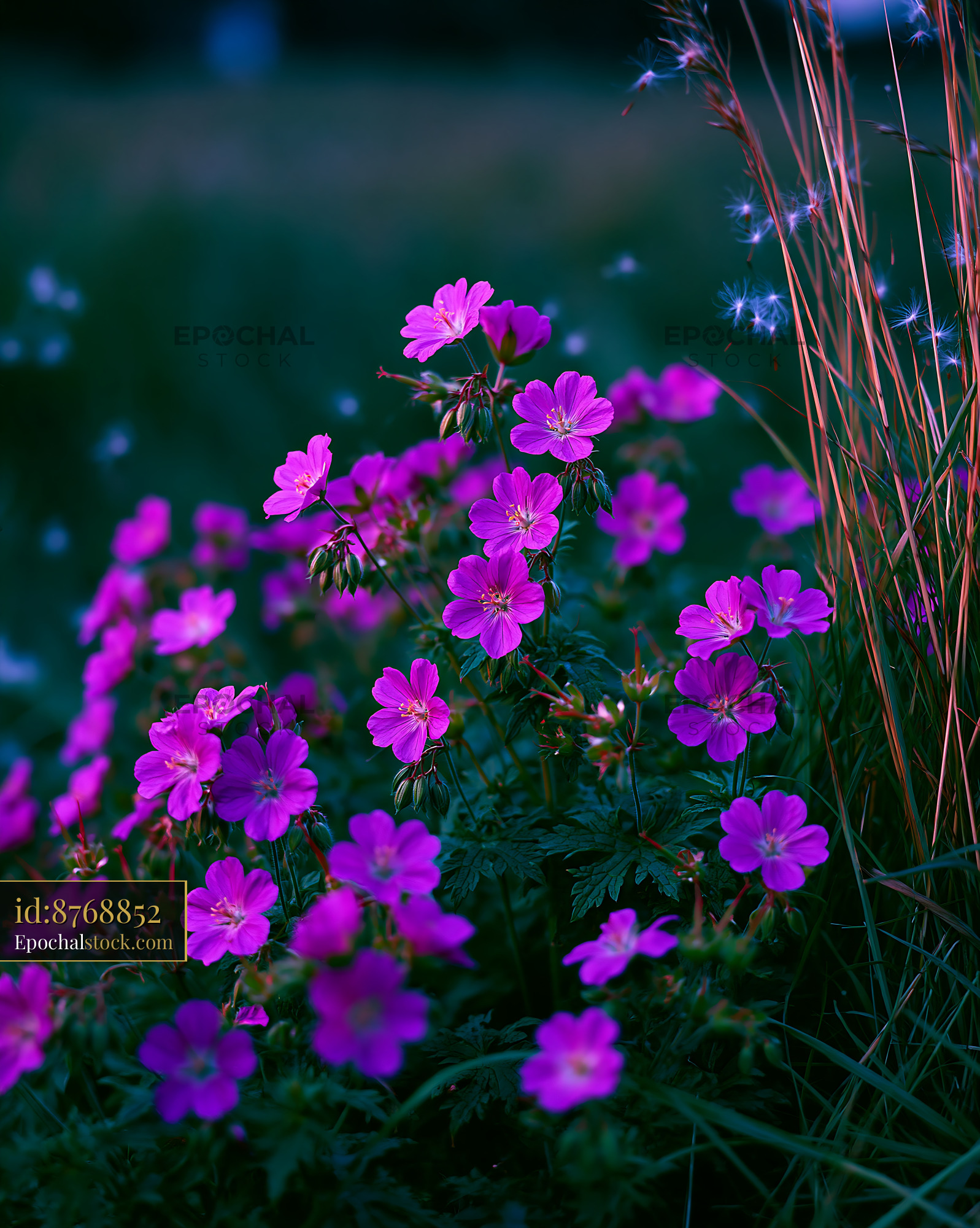 Watermarked full-resolution preview of Purple flowers in a field during sunset