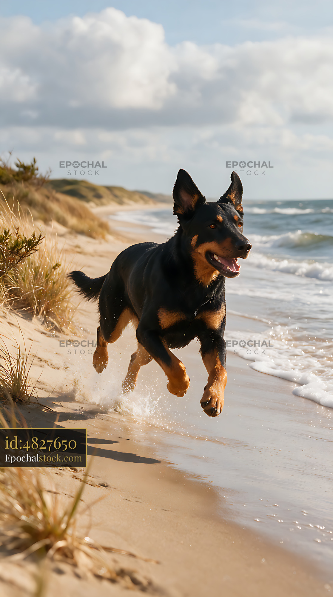 Watermarked full-resolution preview of Dog splashing through shallow waves on a beach