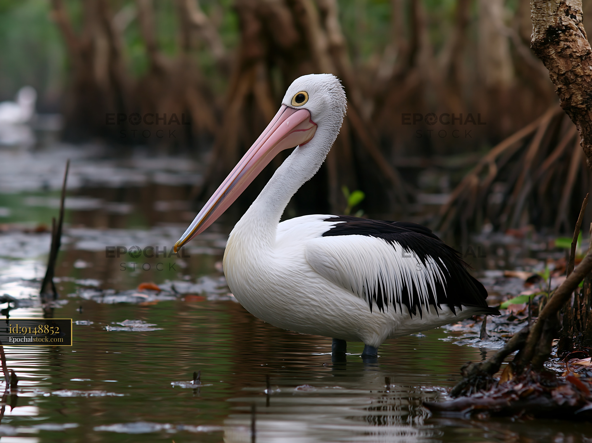 Watermarked full-resolution preview of Pelican in Shallow Lagoon Water