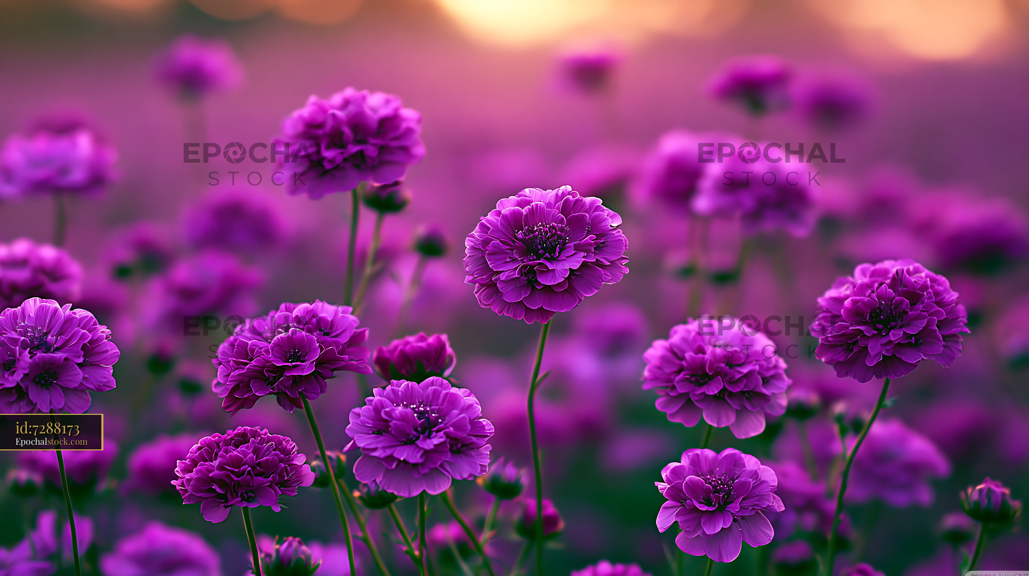 Watermarked full-resolution preview of Purple flowers bloom in a vibrant field during sunset