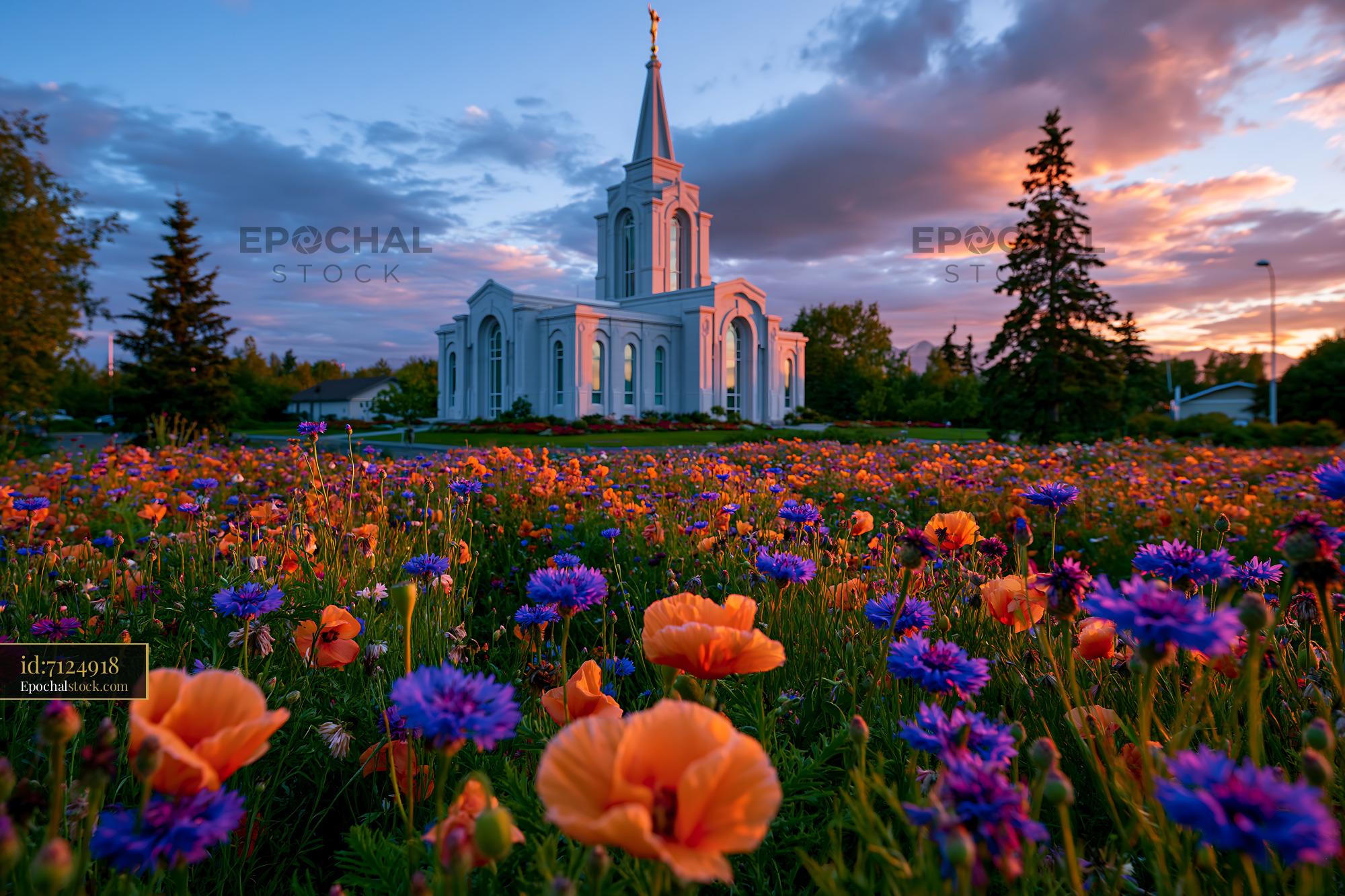 Watermarked full-resolution preview of Colorful flowers surround a white church at sunset
