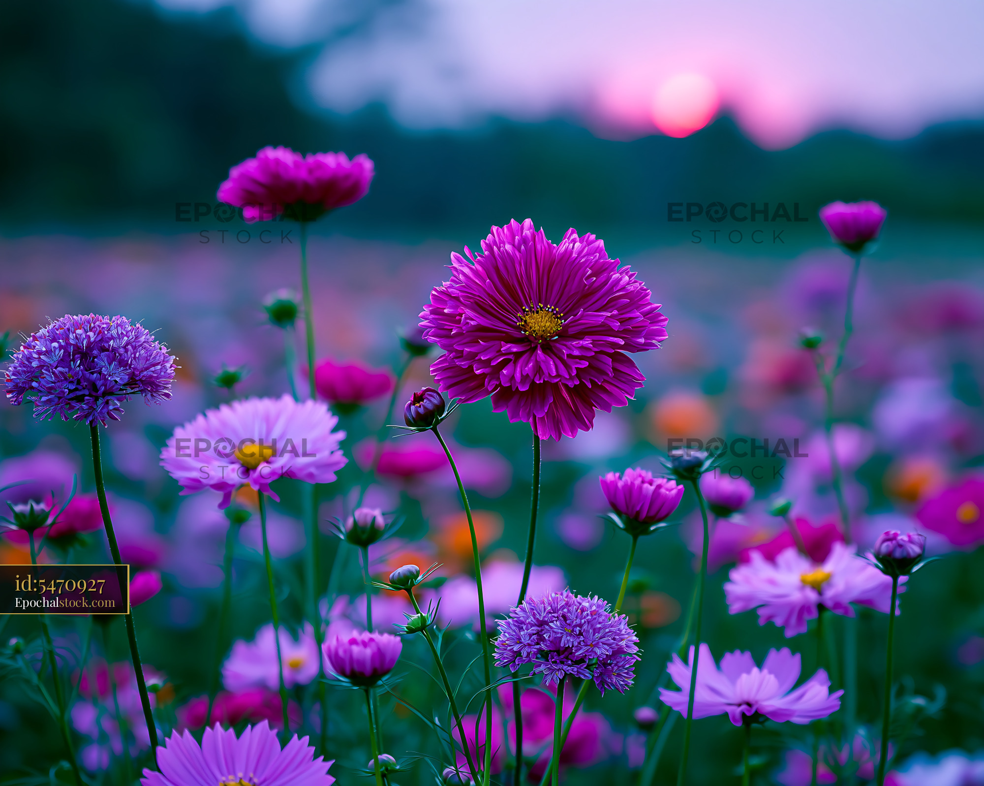 Watermarked full-resolution preview of Colorful flowers in a field at sunset